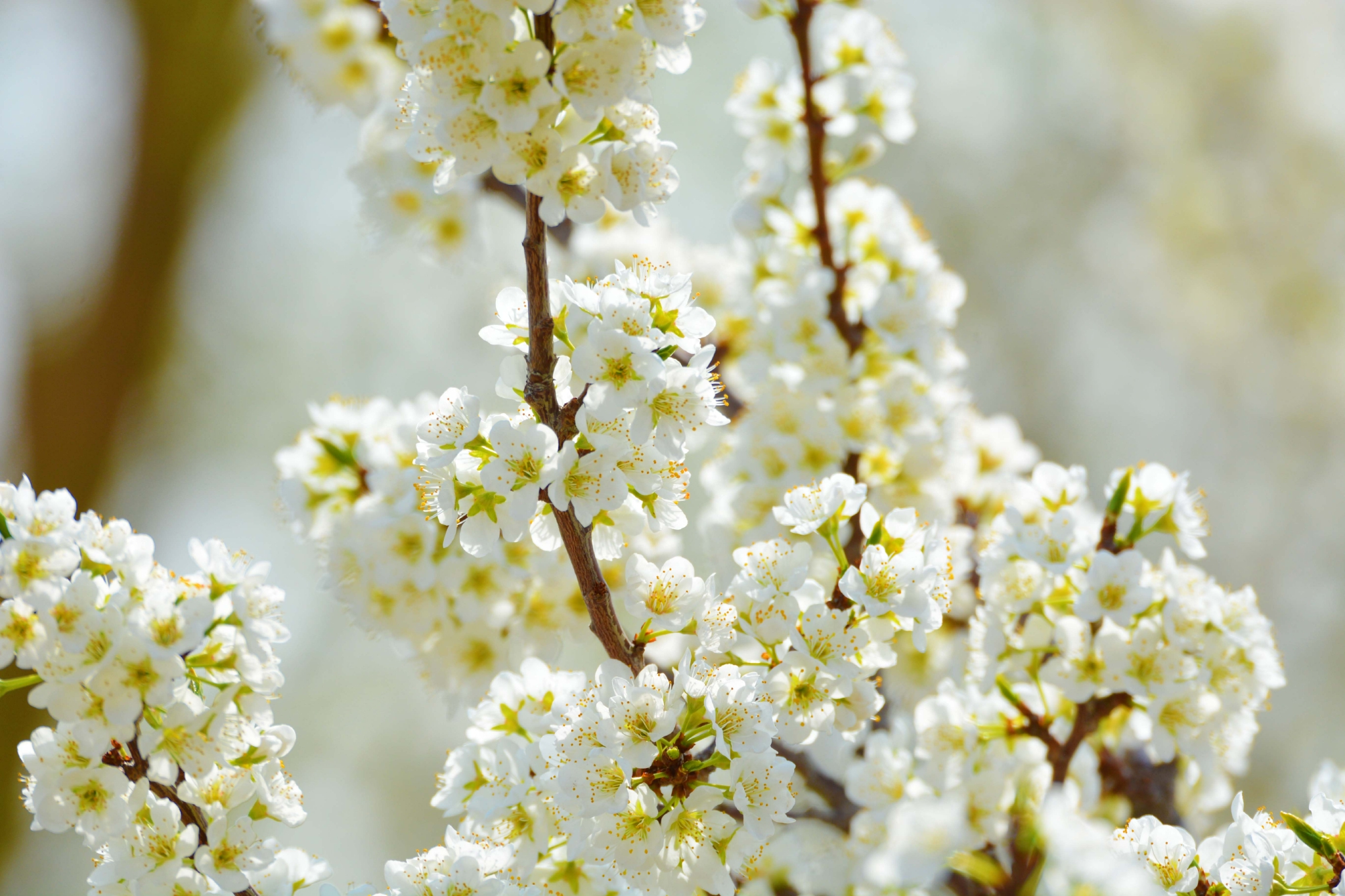 春天的李子花原创拍摄