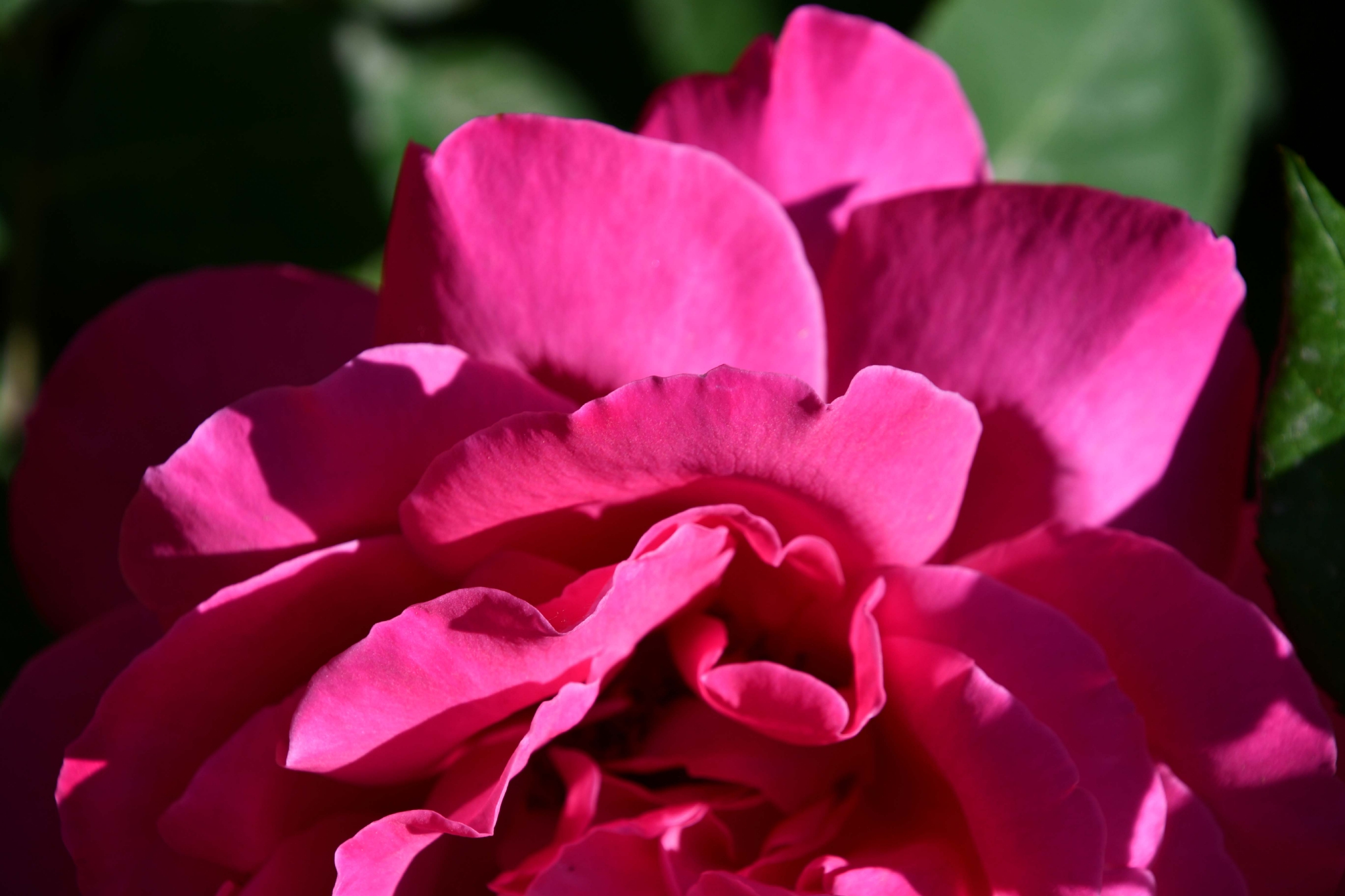 美丽的月季花原创拍摄