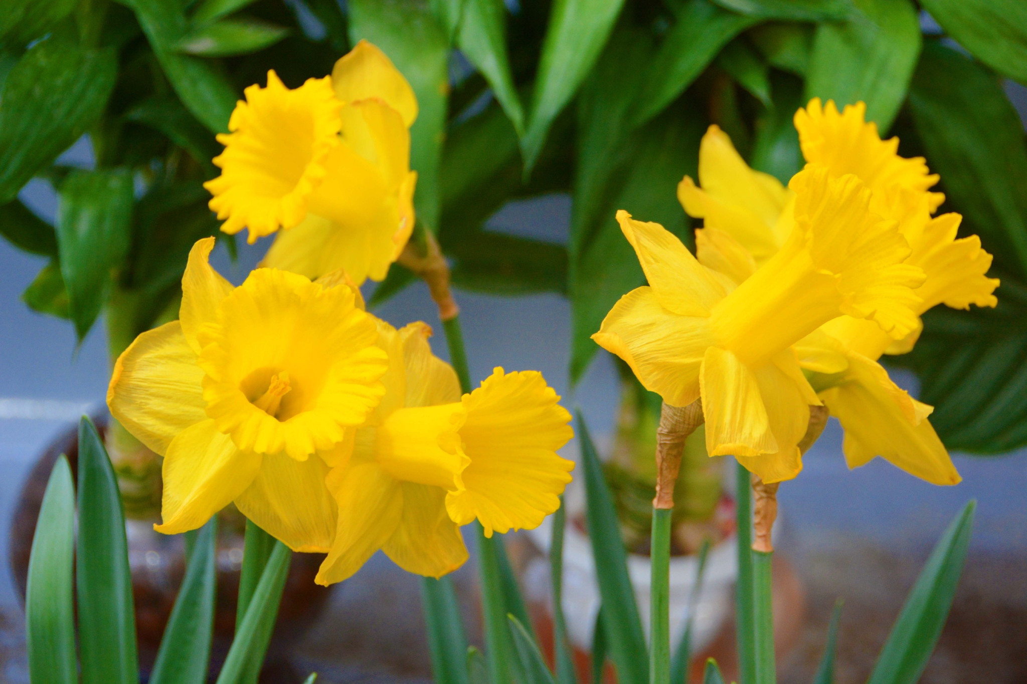 洋水仙花,原创拍摄|水仙花|原创|拍摄_新浪新闻