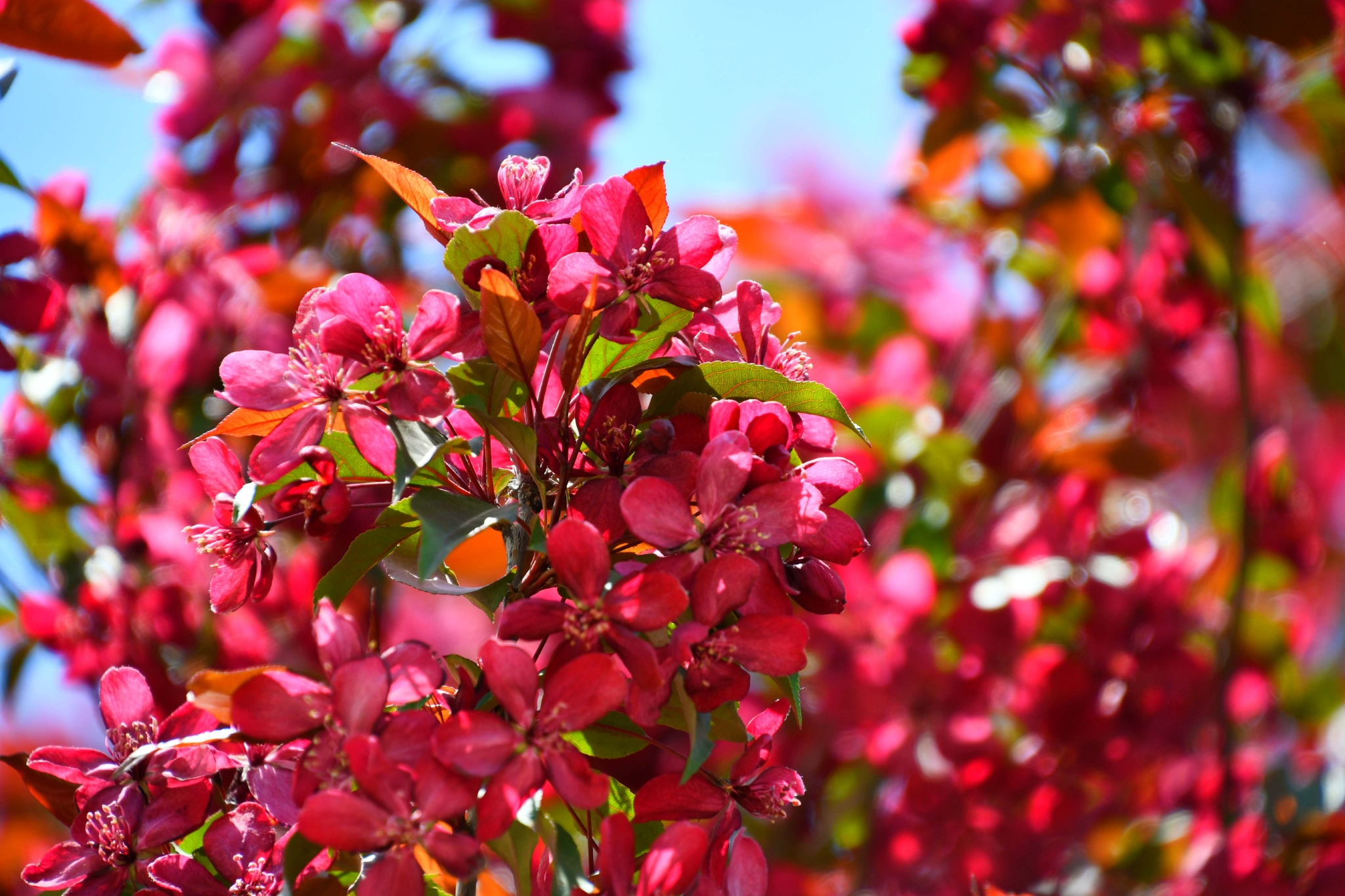 北美海棠花原创拍摄