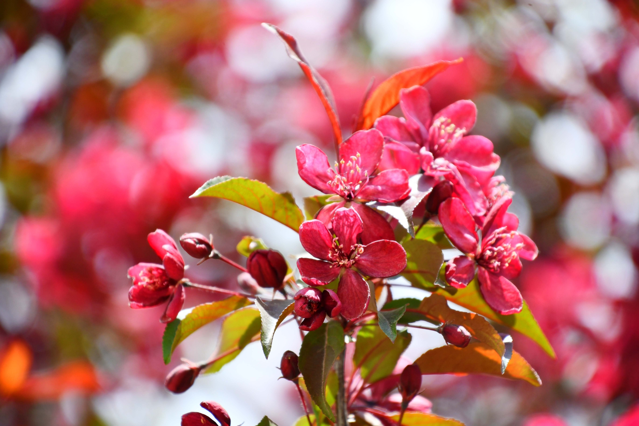 北美海棠花原创拍摄