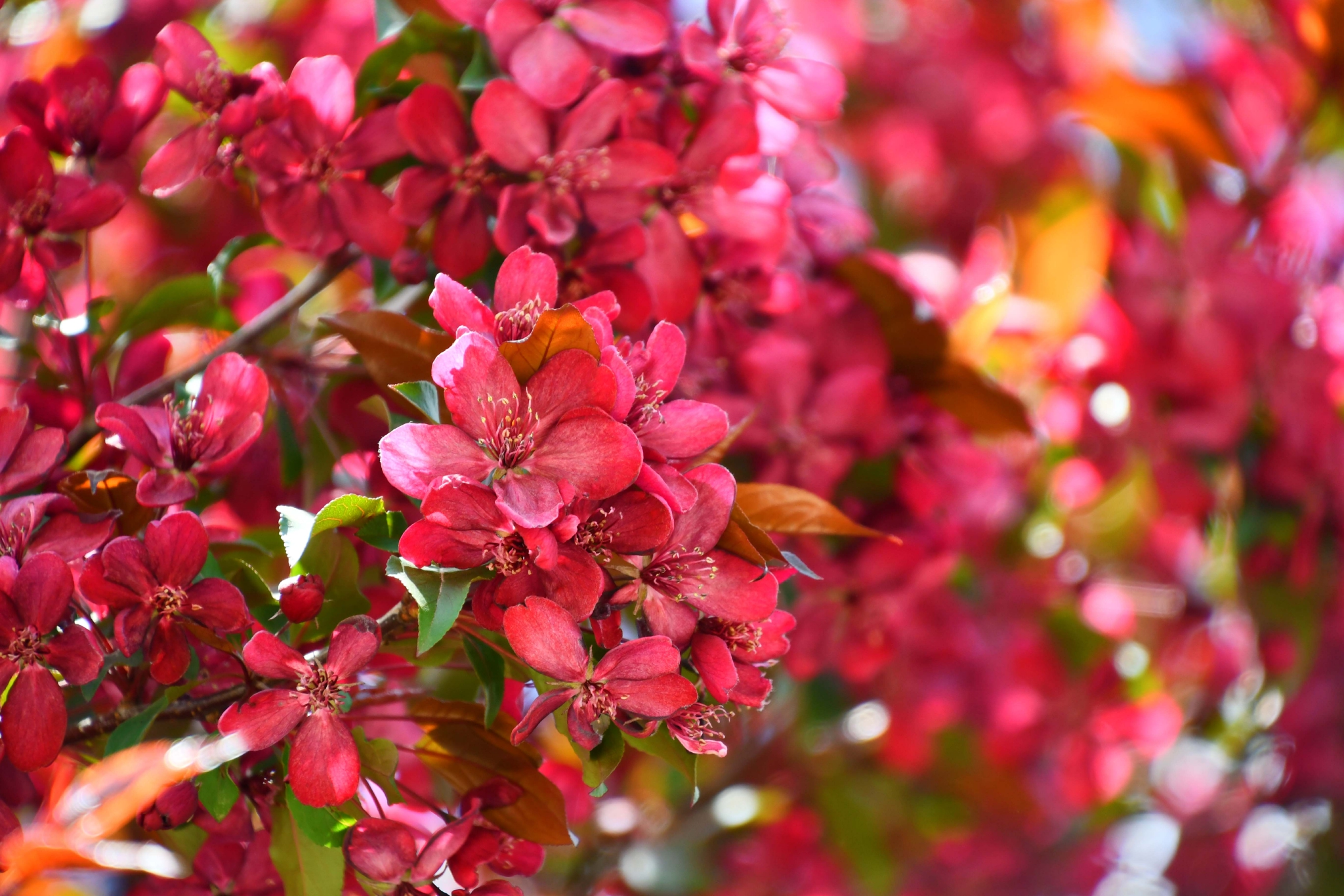 北美海棠花原创拍摄