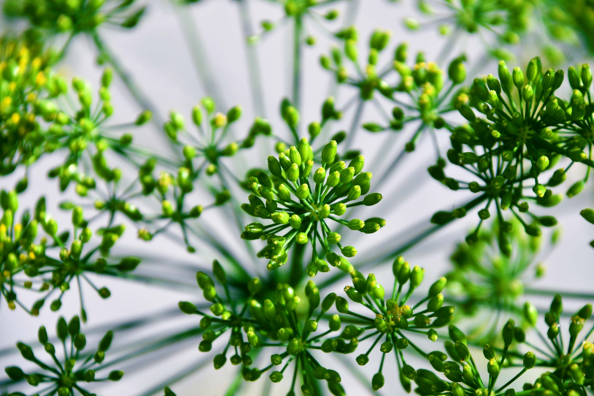 没成熟的茴香籽原创拍摄