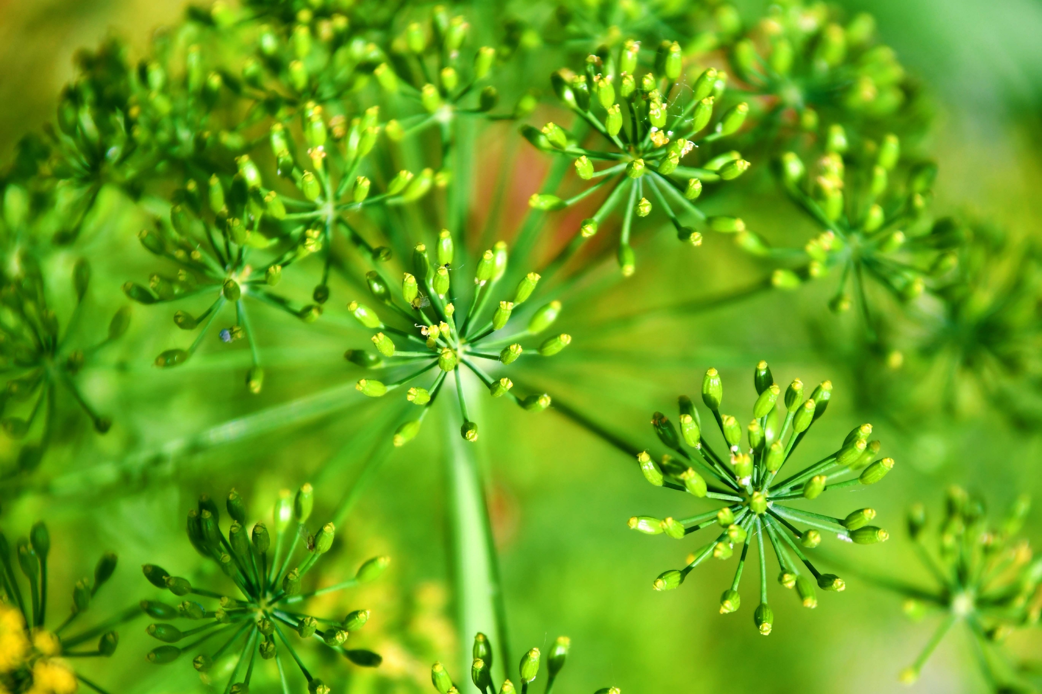 没成熟的茴香籽原创拍摄