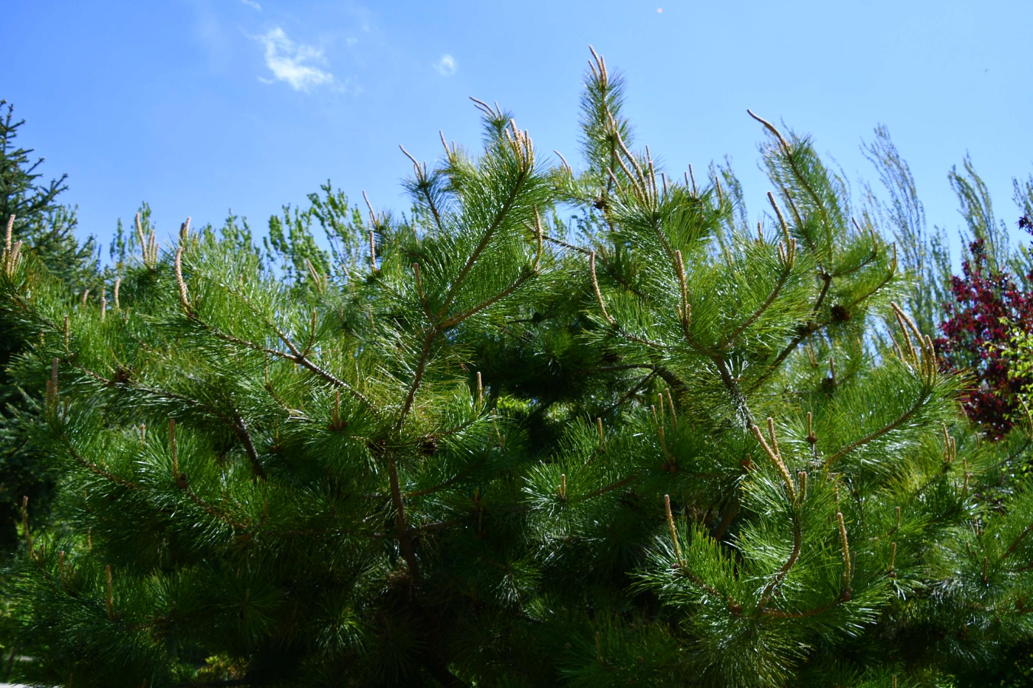 春天的马尾松,原创拍摄__财经头条