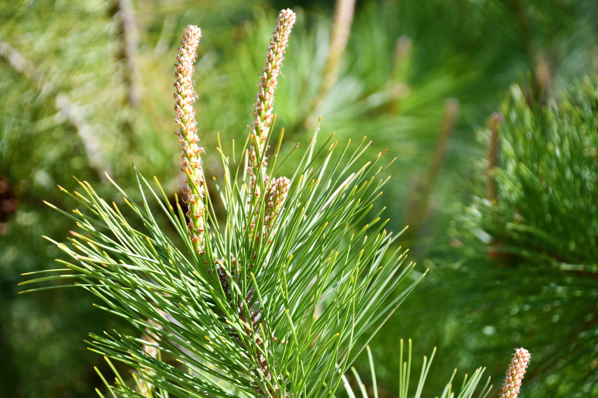 春天的马尾松原创拍摄