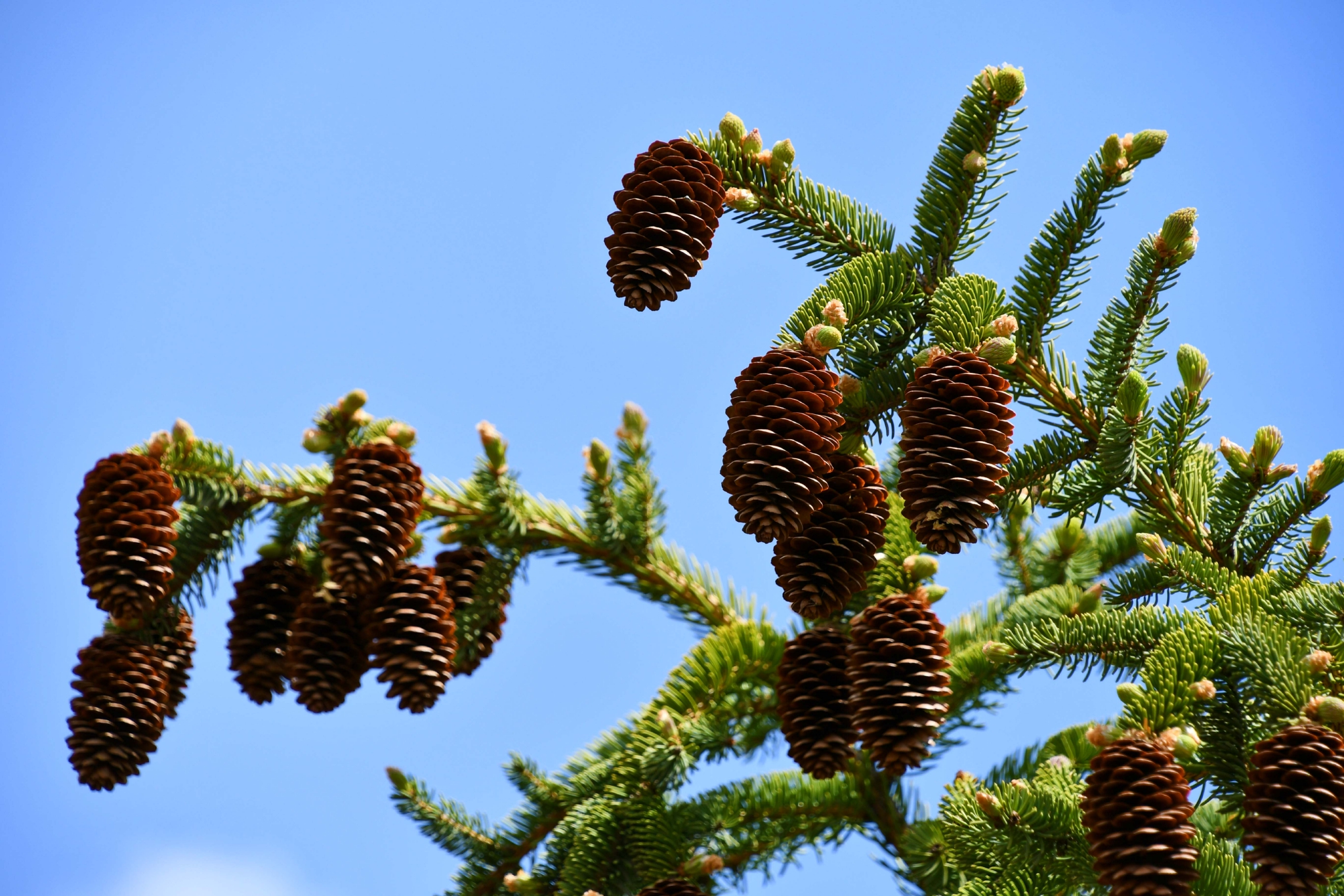 云杉成熟的果实,原创拍摄