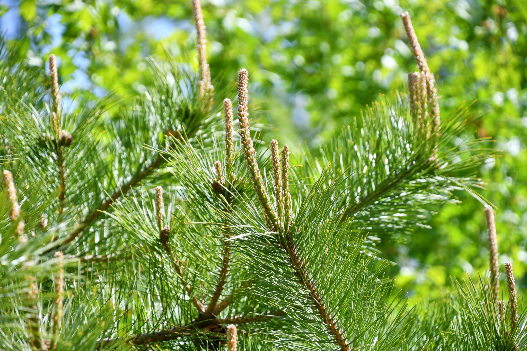 春天的马尾松原创拍摄