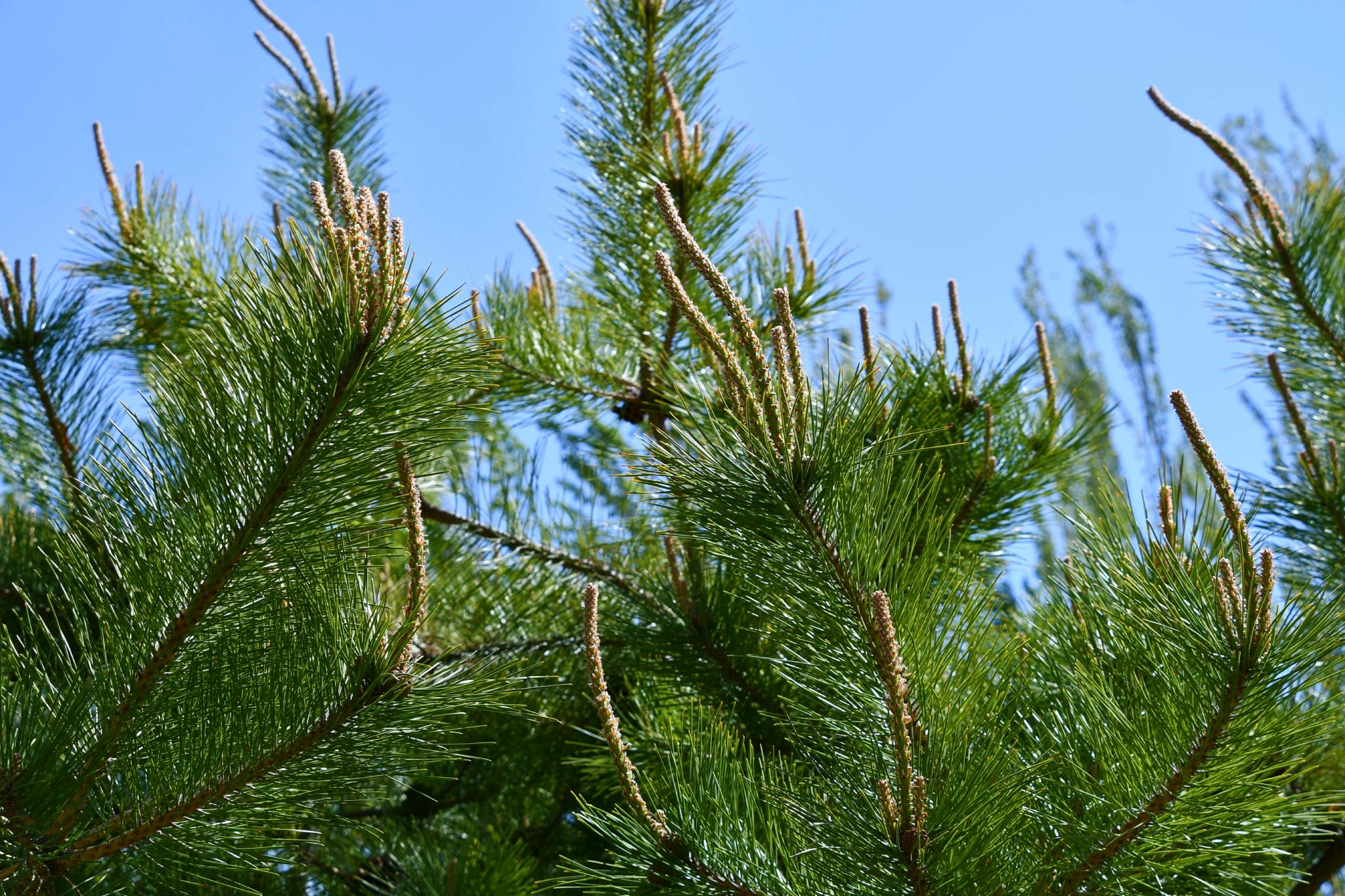 春天的马尾松,原创拍摄__财经头条