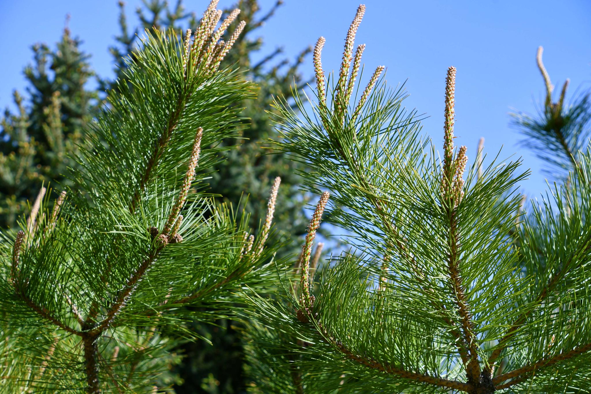 春天的马尾松,原创拍摄__财经头条