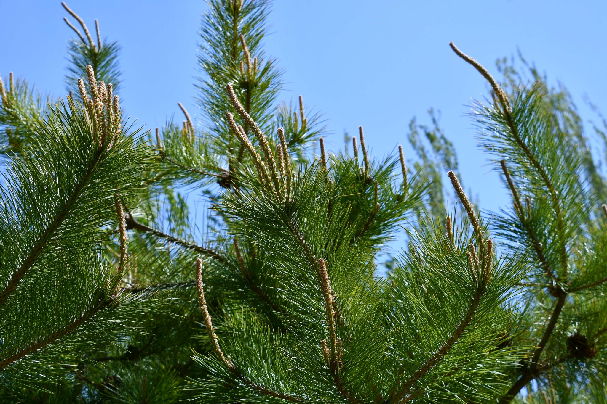 春天的马尾松,原创拍摄__财经头条