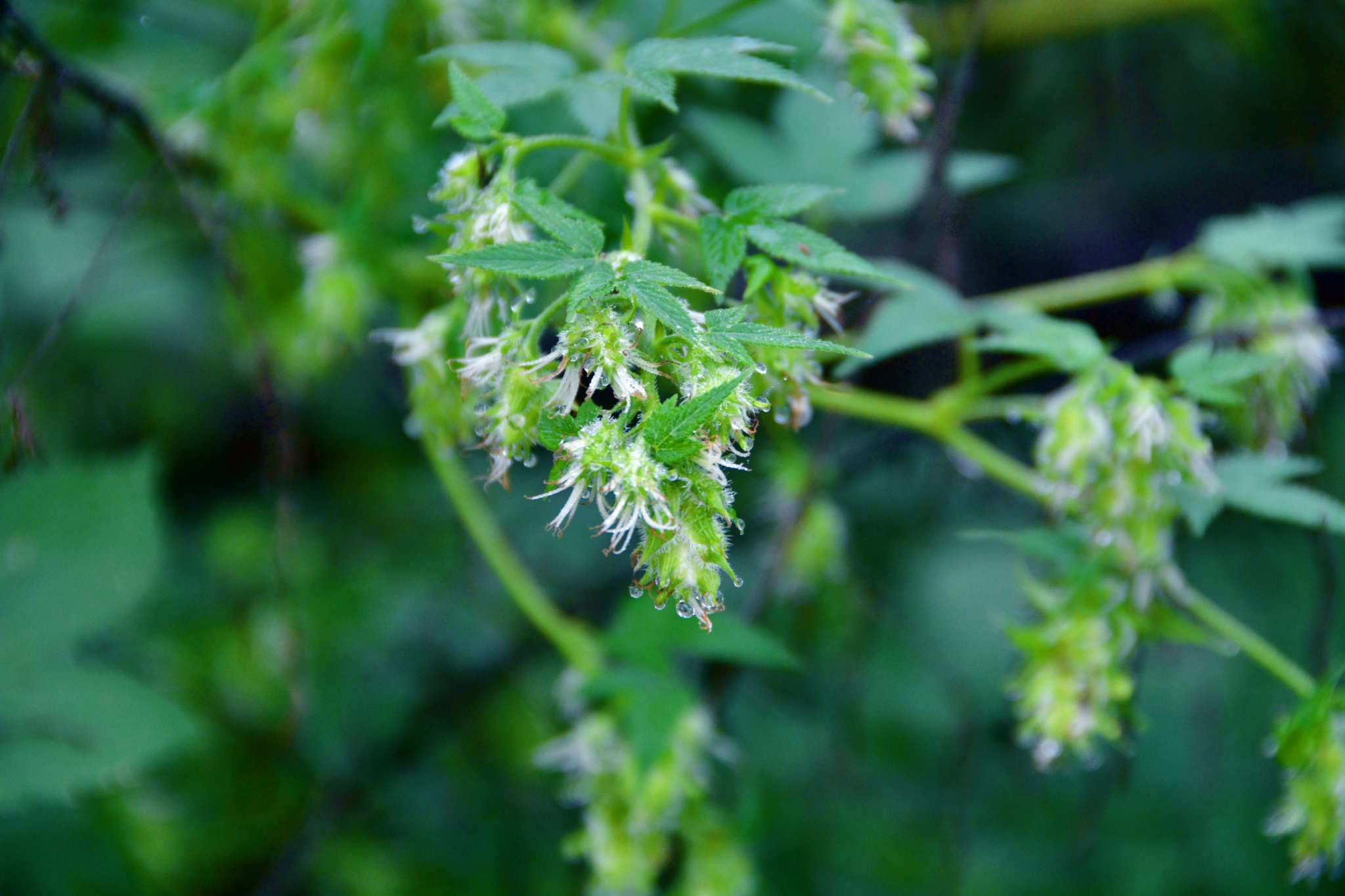 野生植物葎草小花原创拍摄