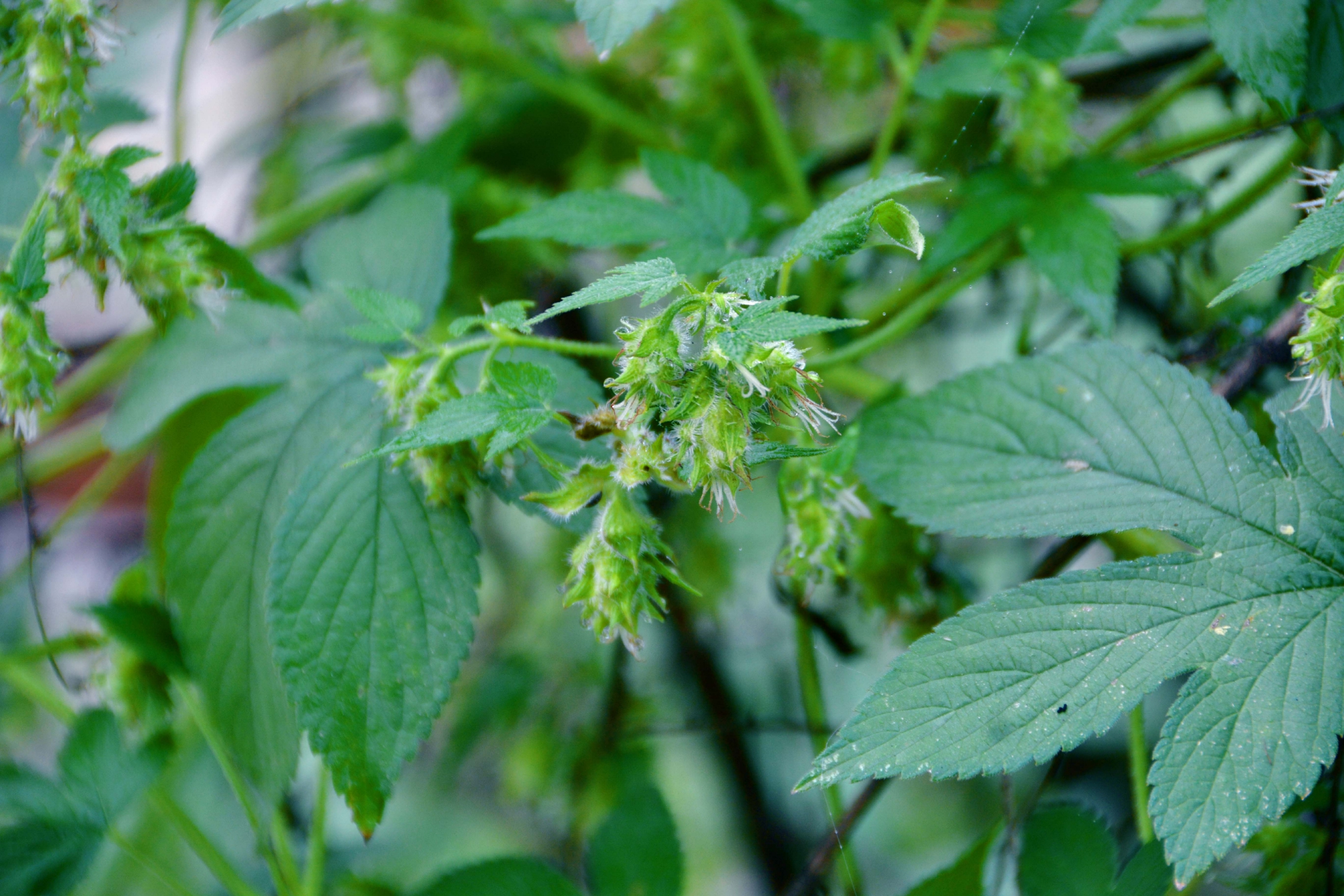 野生植物葎草小花原创拍摄