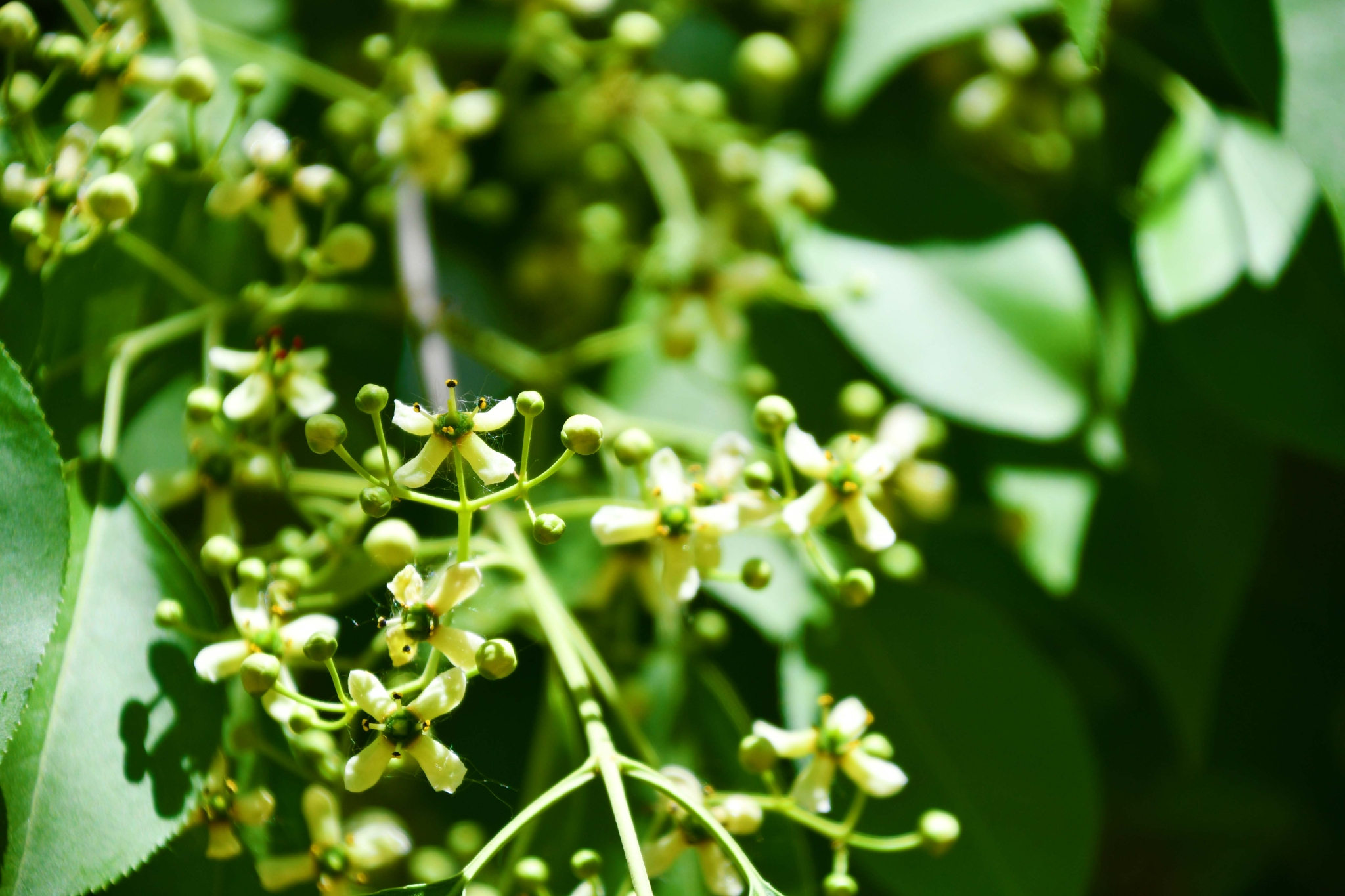 白杜卫矛花,原创拍摄__财经头条