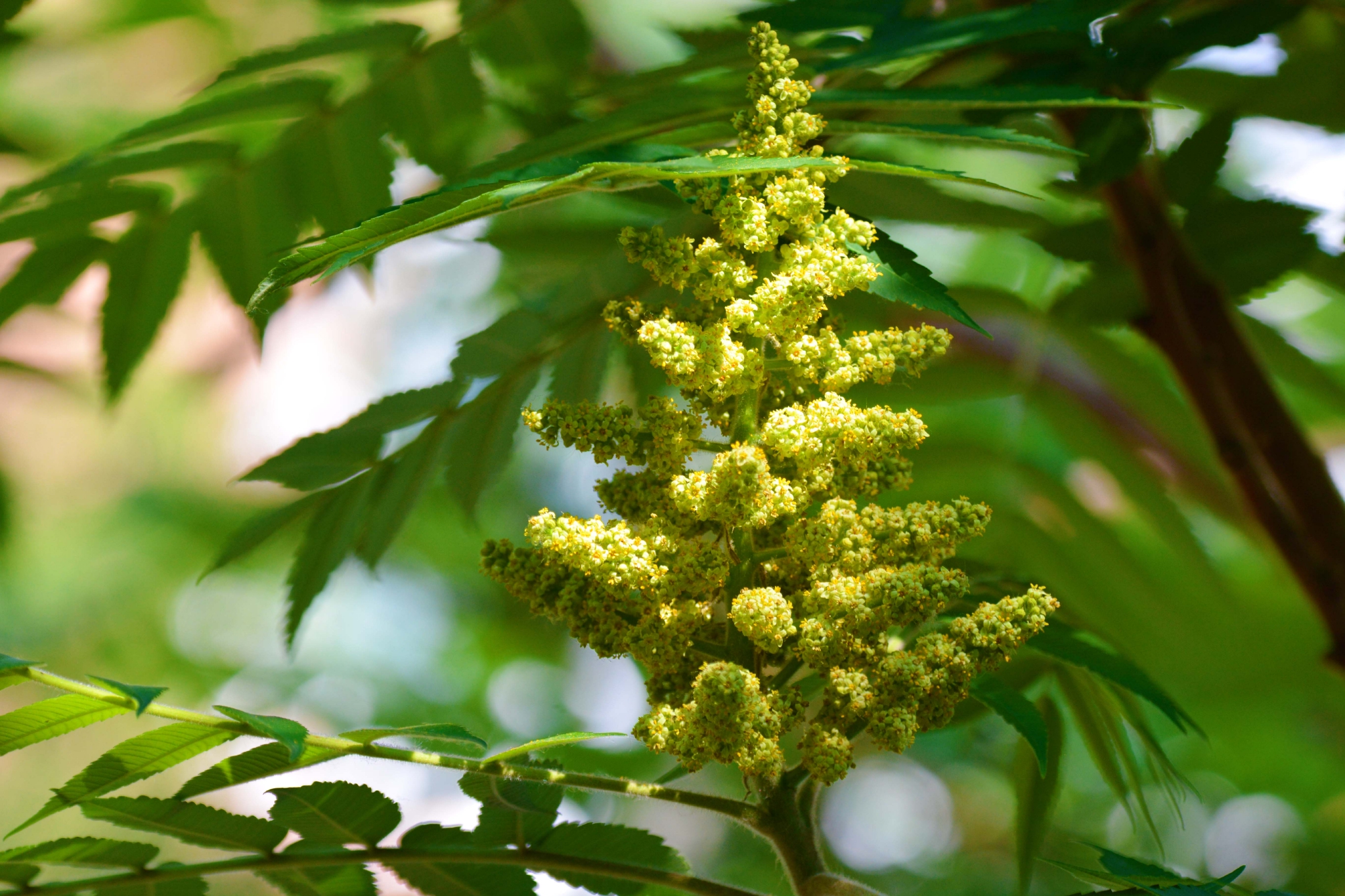 火炬树花和叶,原创拍摄火炬树花和叶,原创拍摄火炬树花和叶,原创拍摄