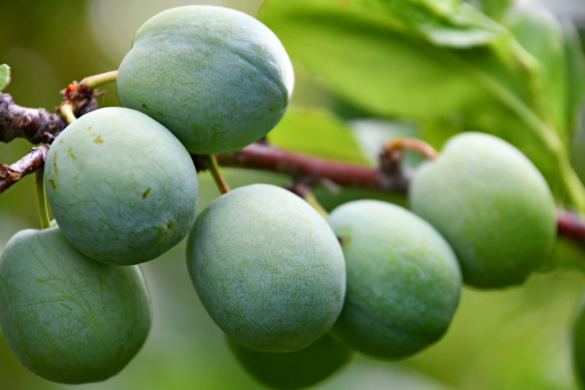 青李子,原创拍摄