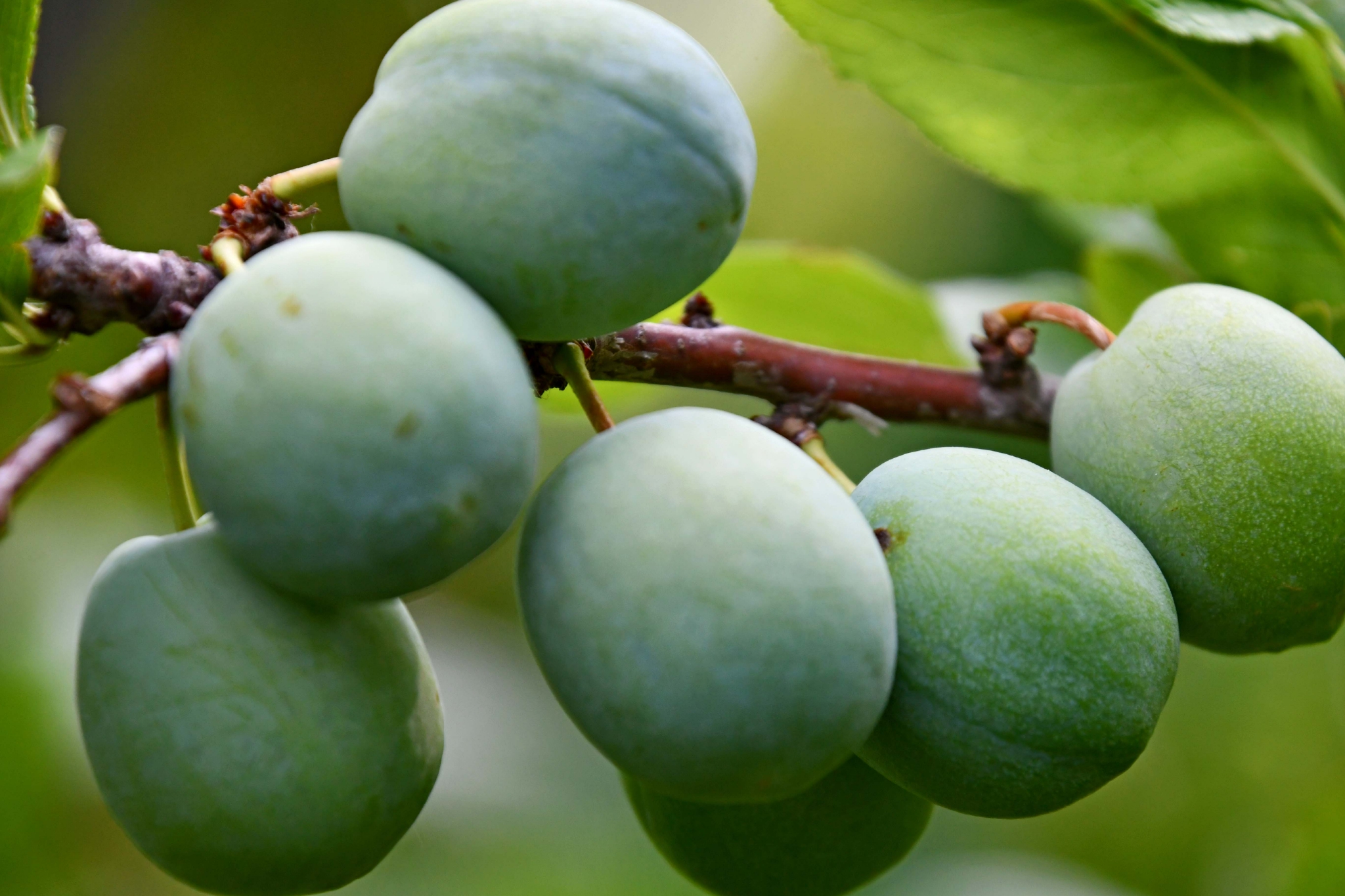 青李子原创拍摄