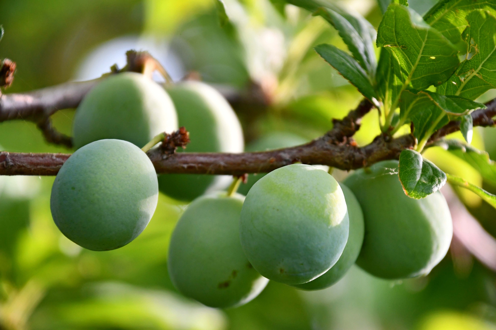 青李子原创拍摄