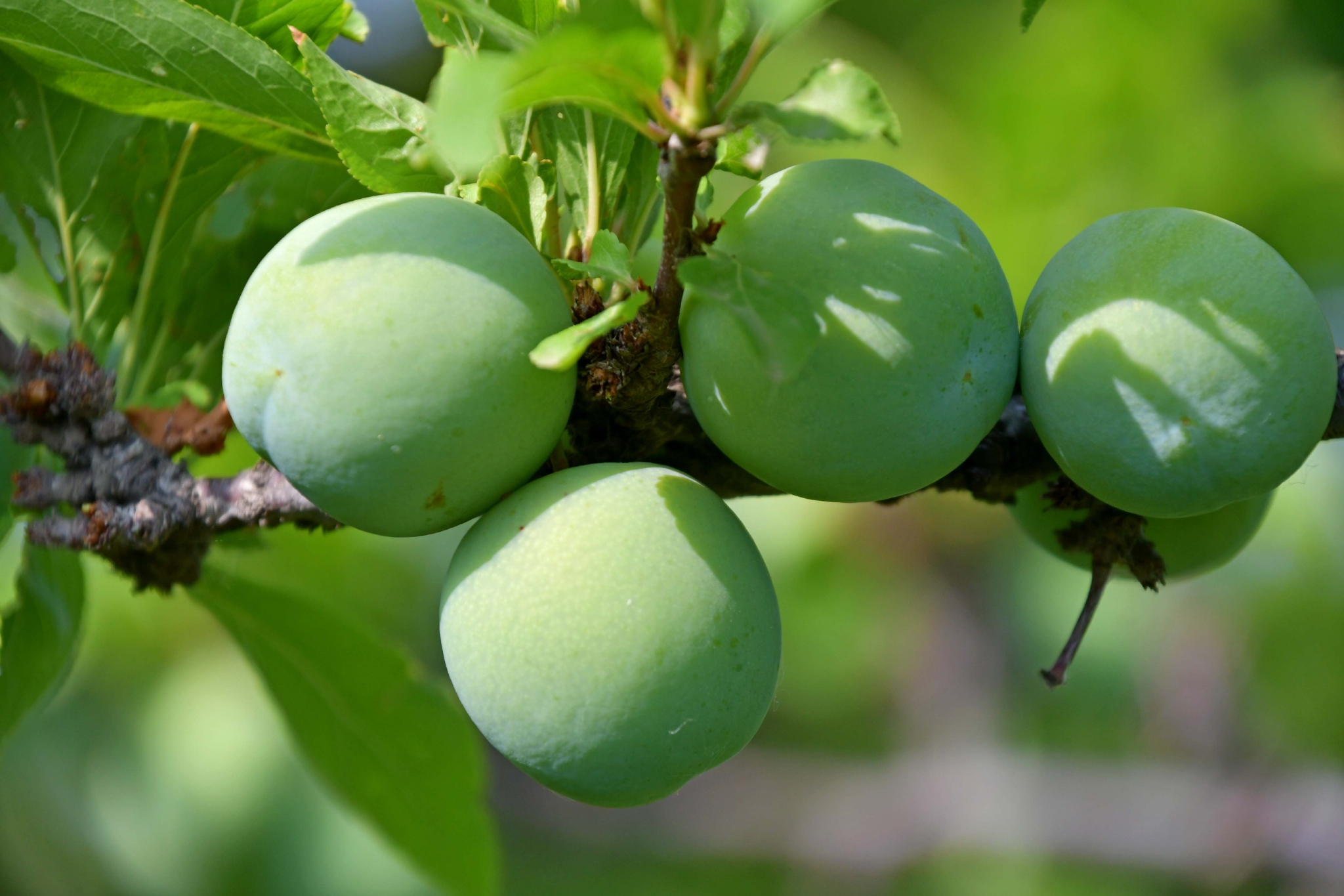 青李子原创拍摄