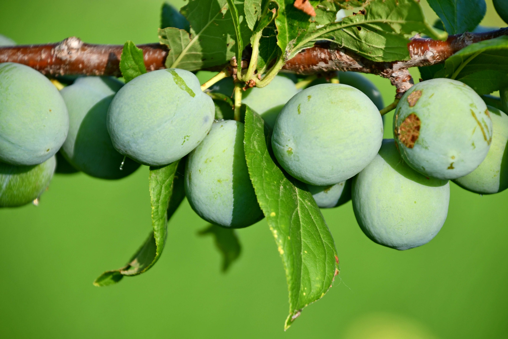 青李子原创拍摄