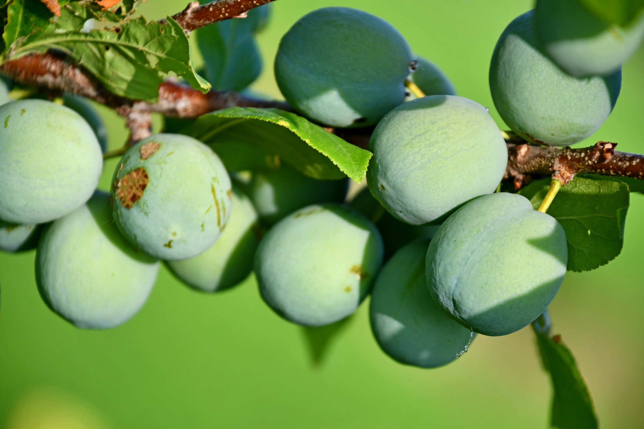 青李子原创拍摄