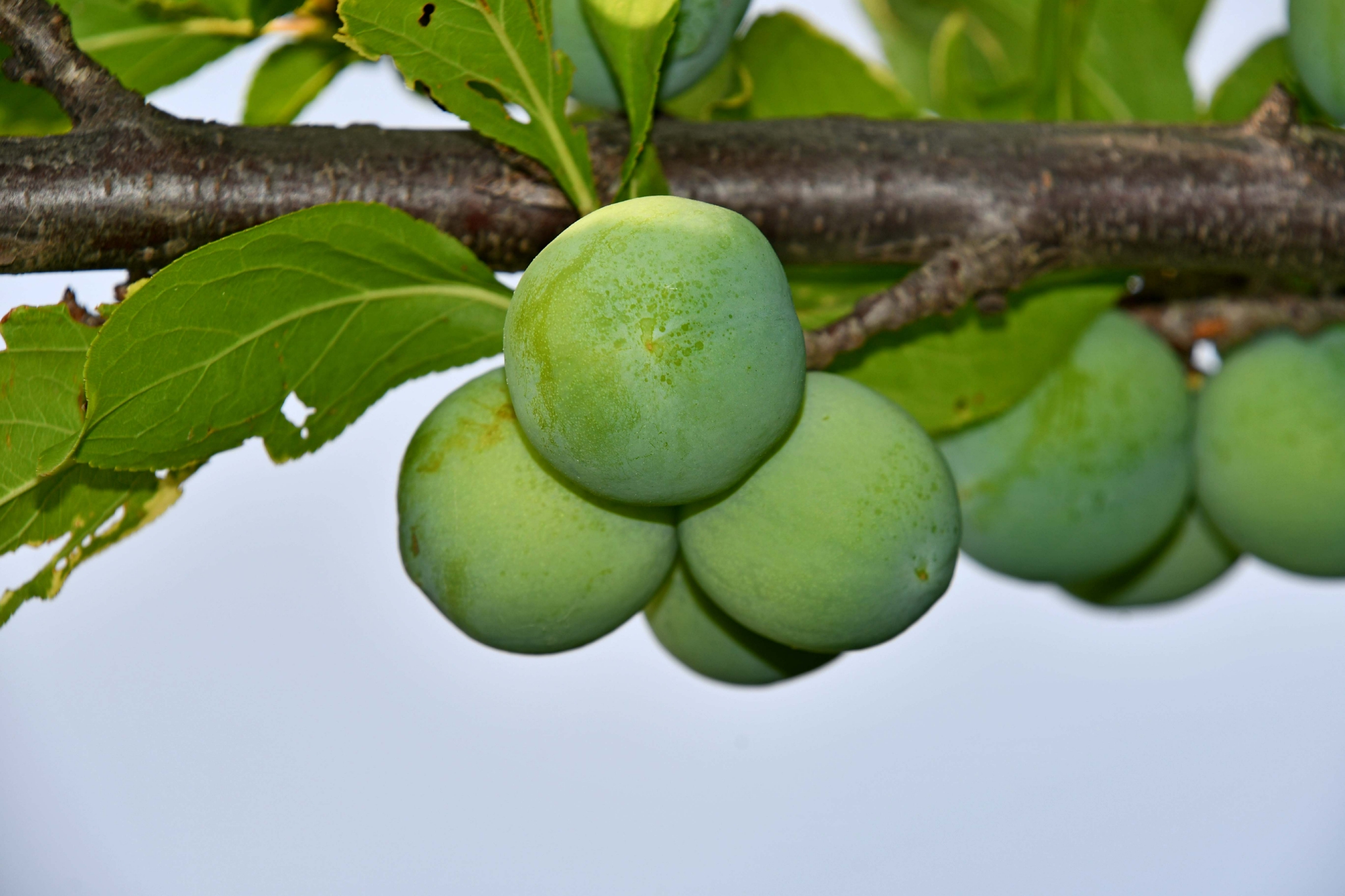 青李子,原创拍摄