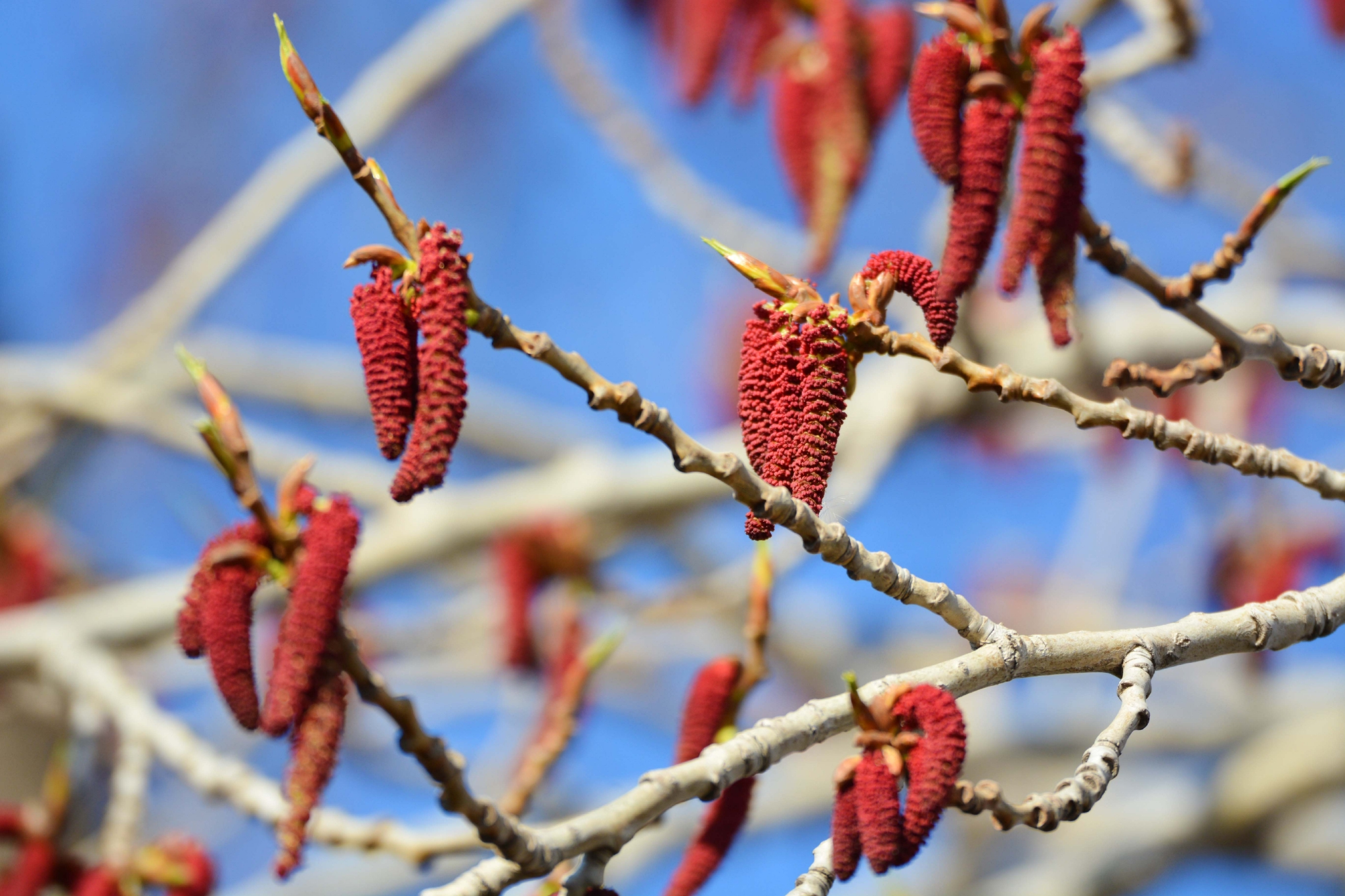 加拿大杨树红色花原创拍摄