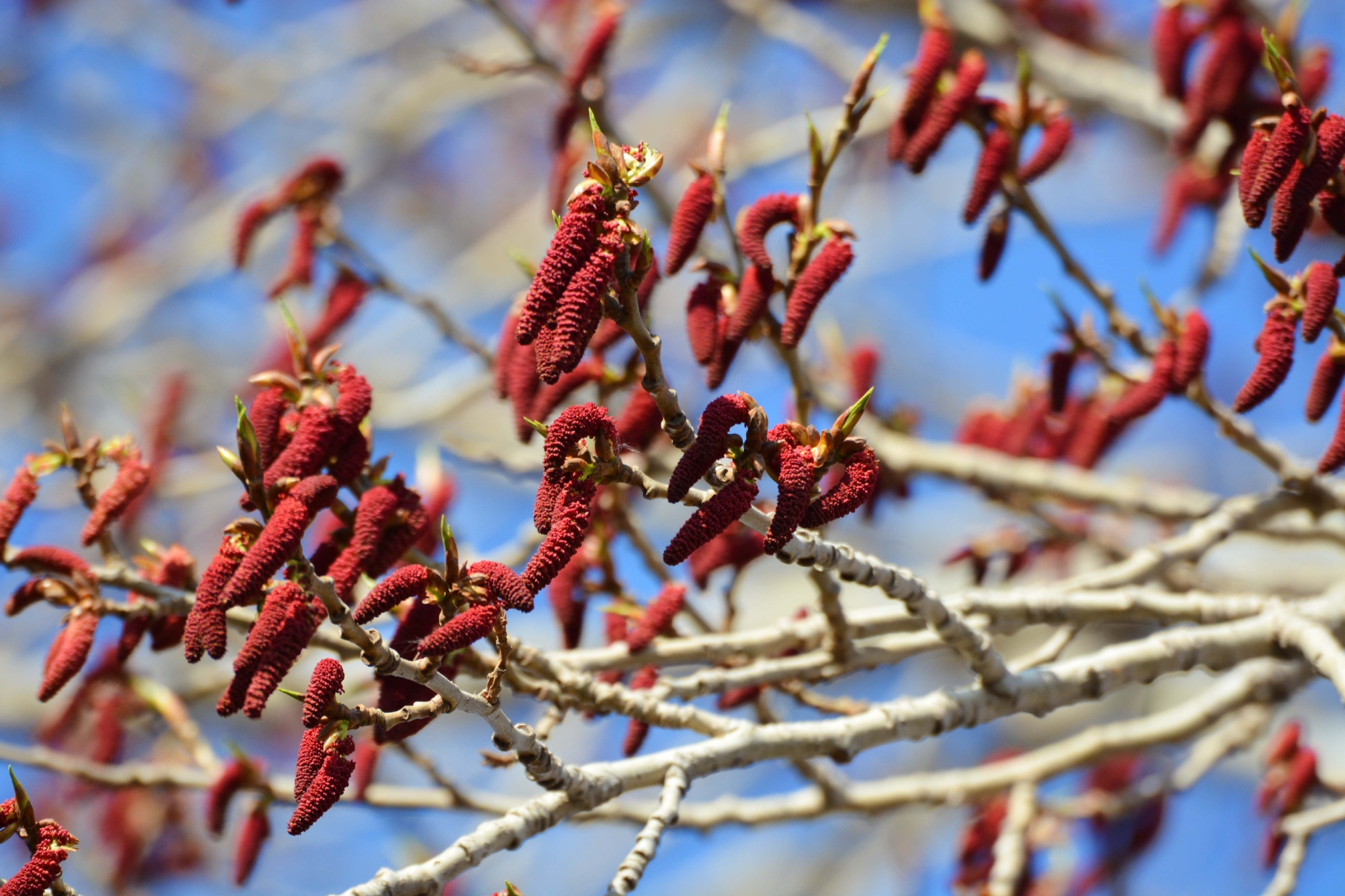 加拿大杨树红色花原创拍摄