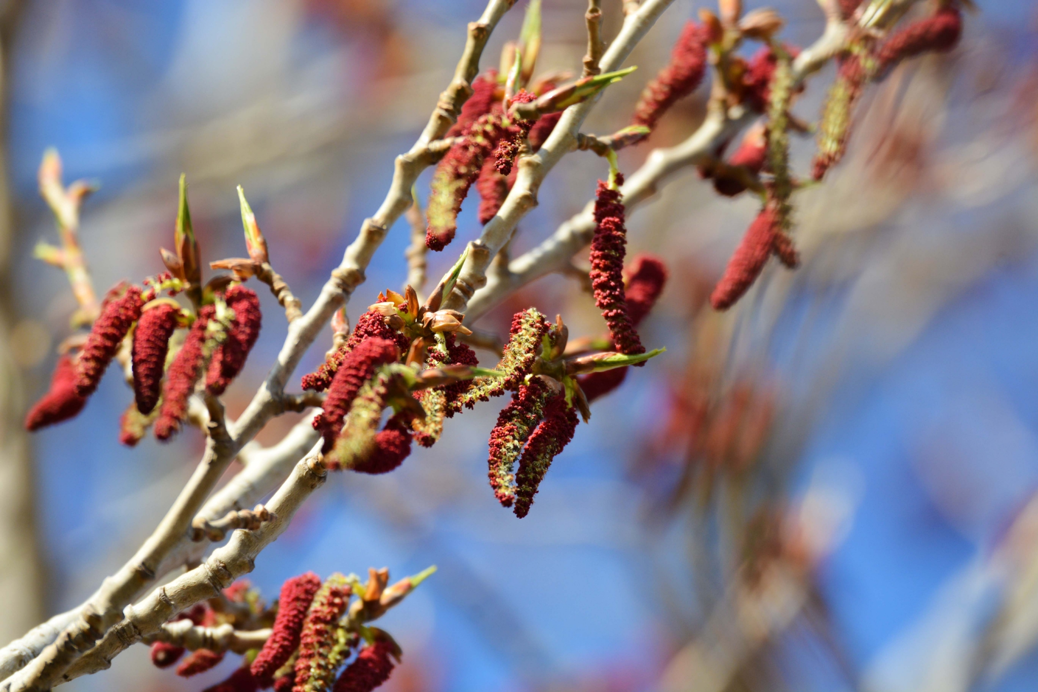 加拿大杨树红色花原创拍摄