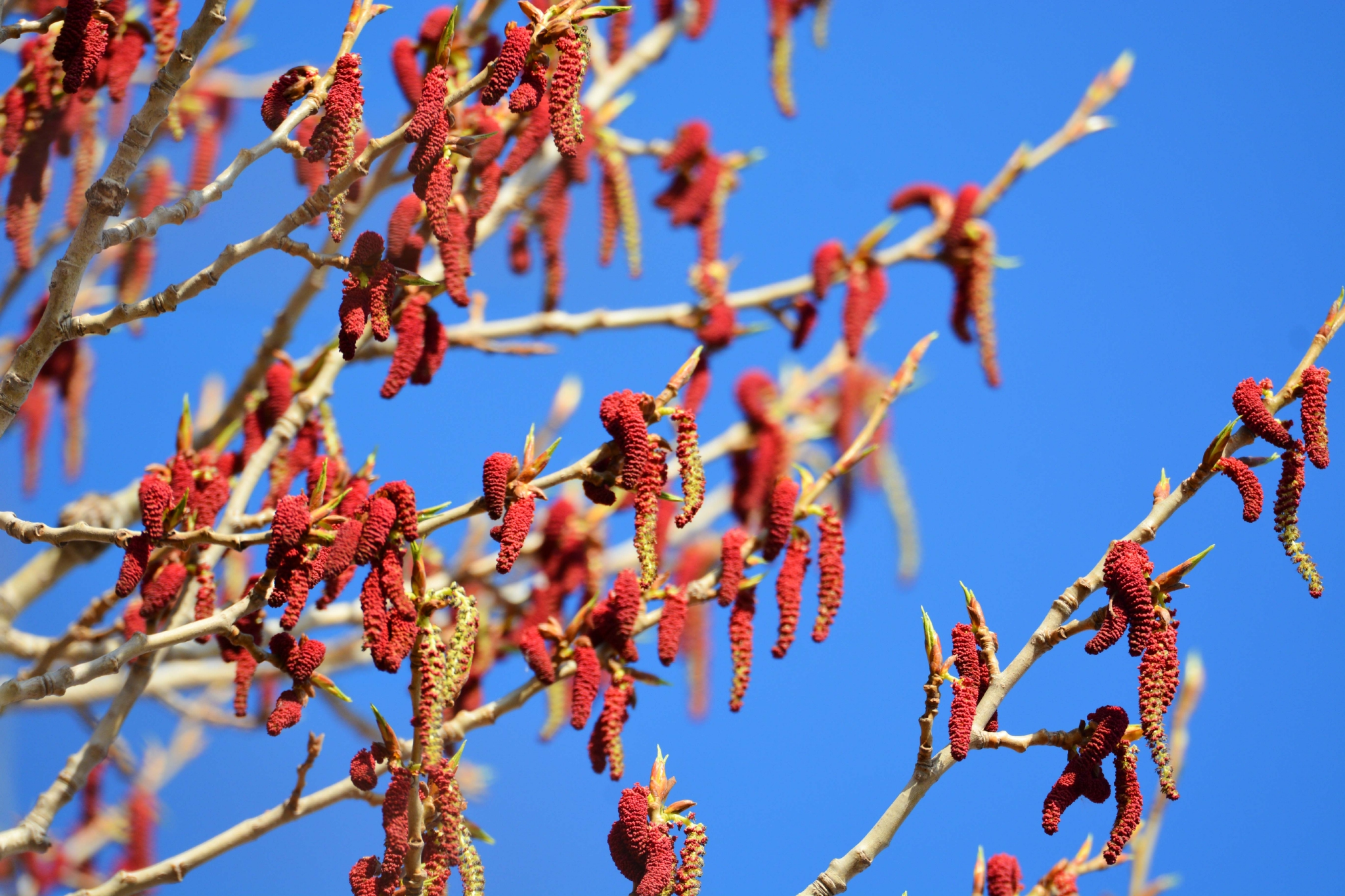 加拿大杨树红色花原创拍摄