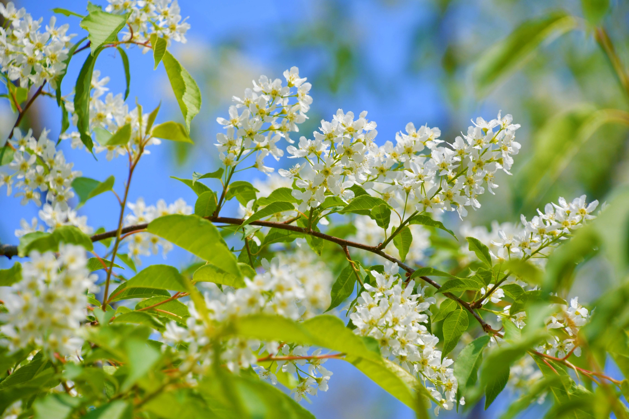 洁白的稠李花,原创拍摄
