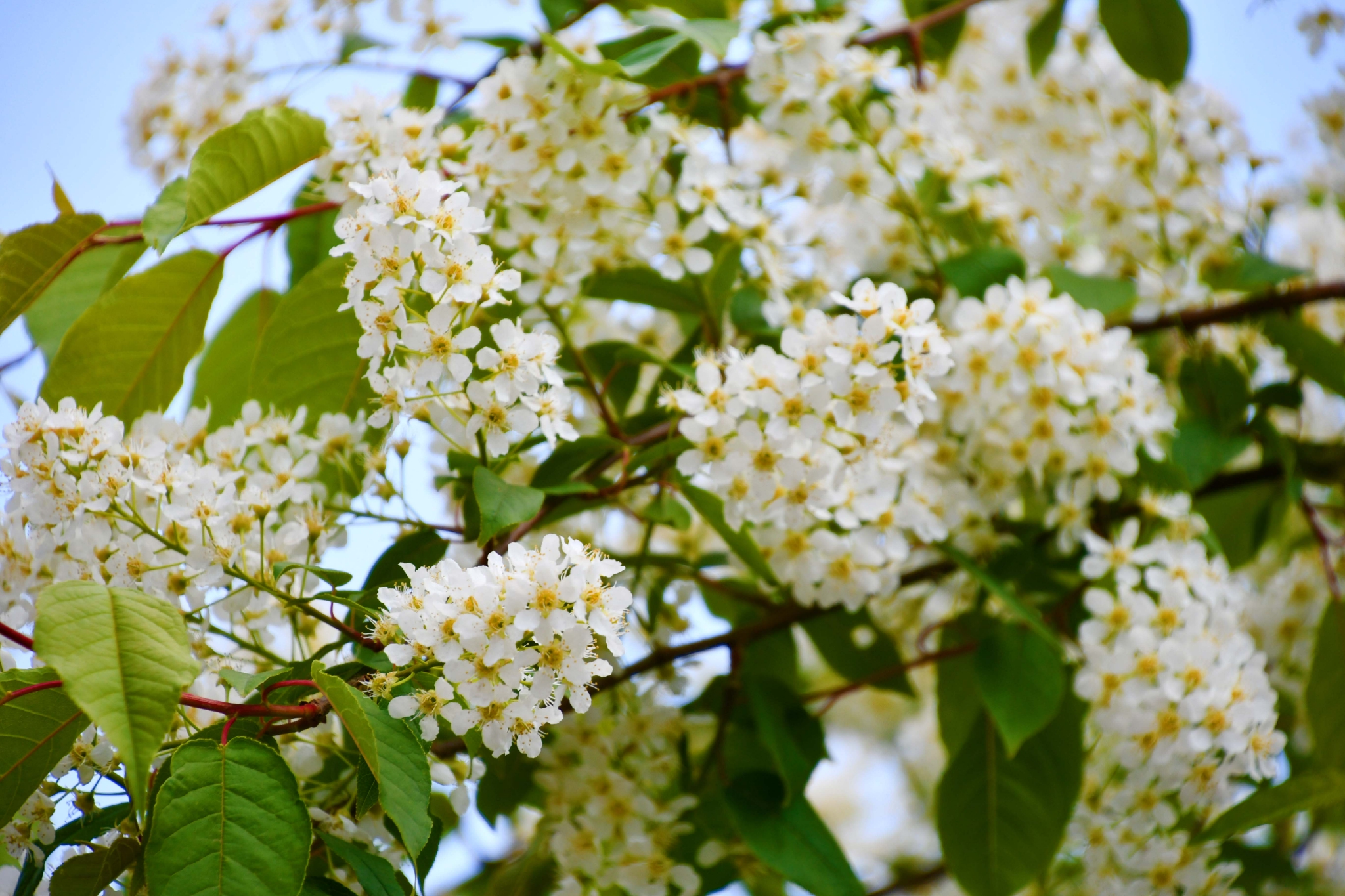 洁白的稠李花,原创拍摄