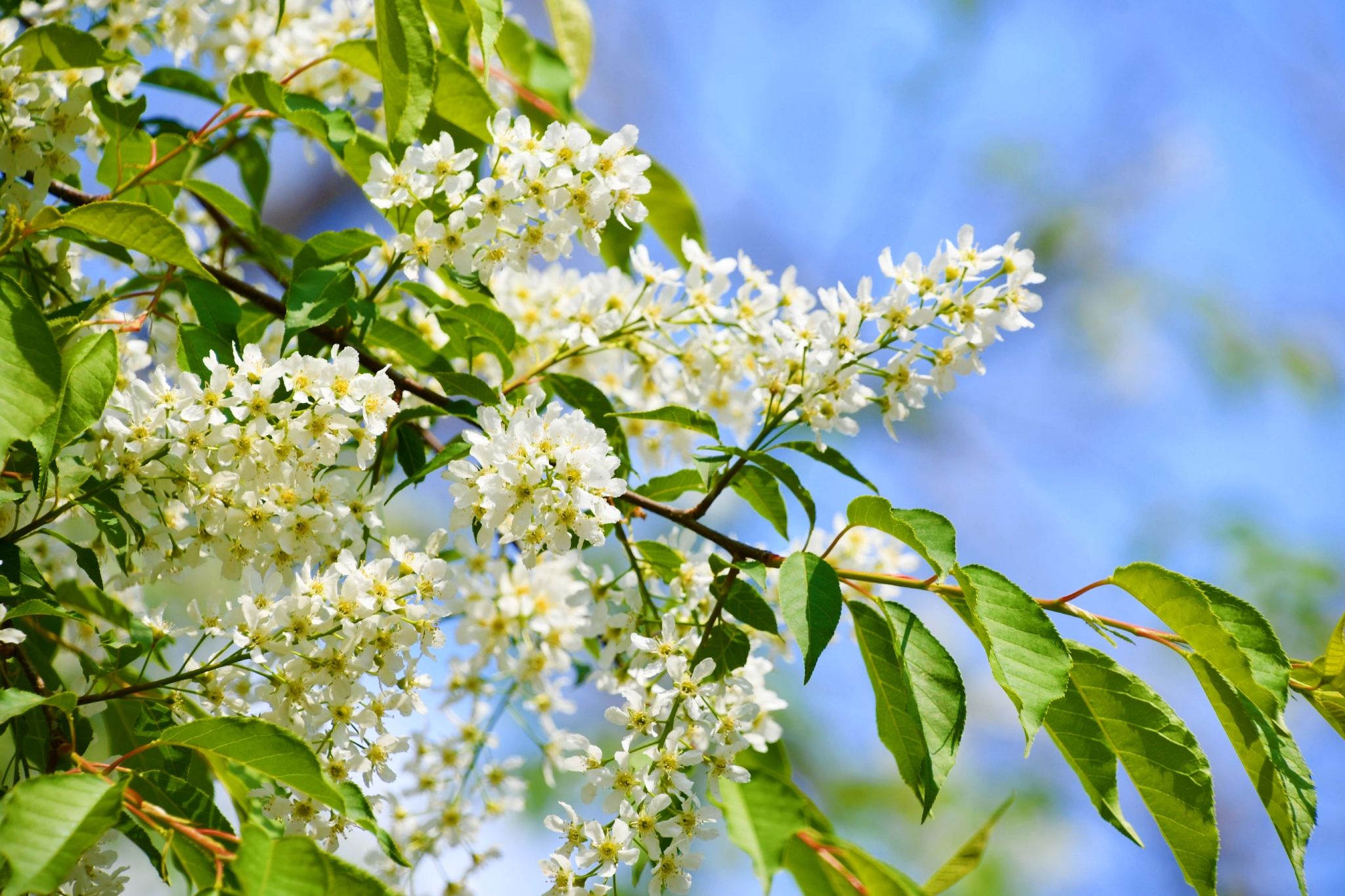 洁白的稠李花,原创拍摄