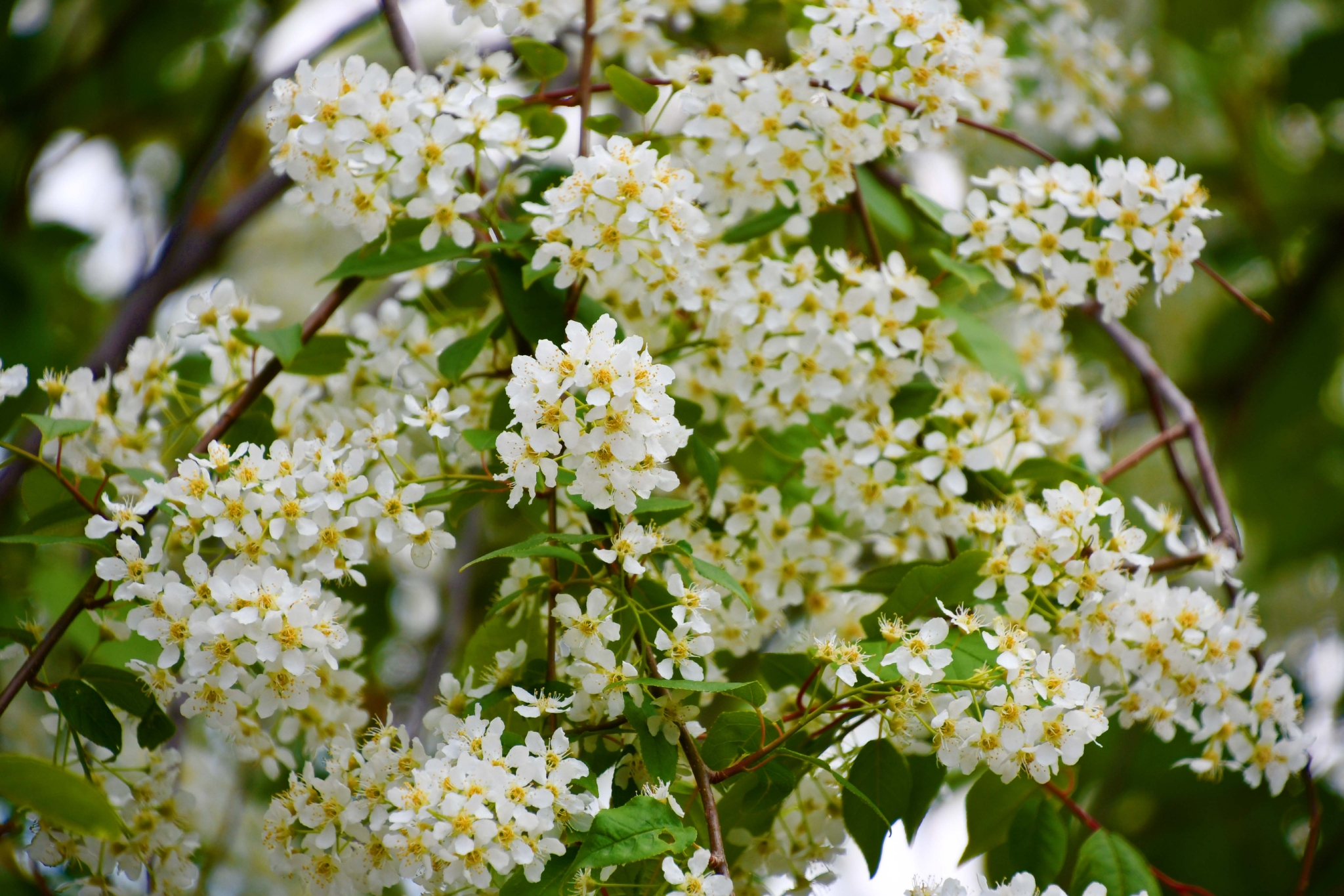 洁白的稠李花,原创拍摄