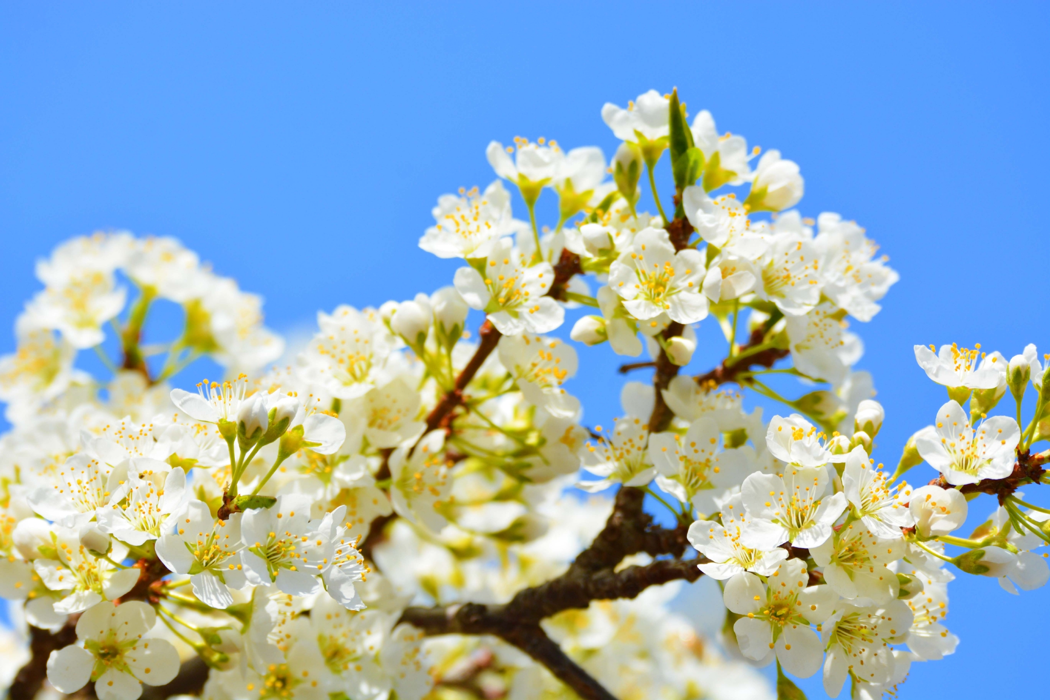 李子花,原创拍摄李子花,原创拍摄李子花,原创拍摄李子