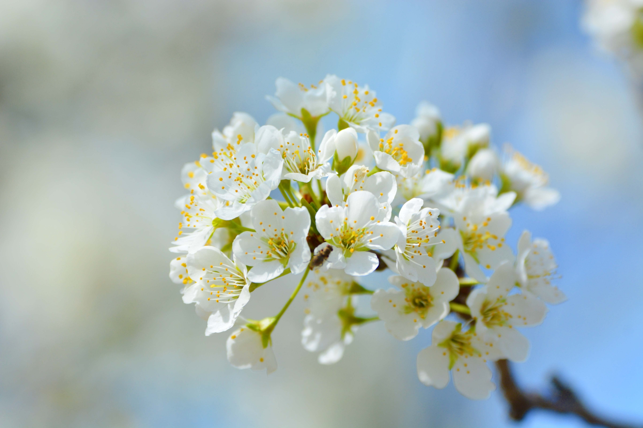 李子花原创拍摄