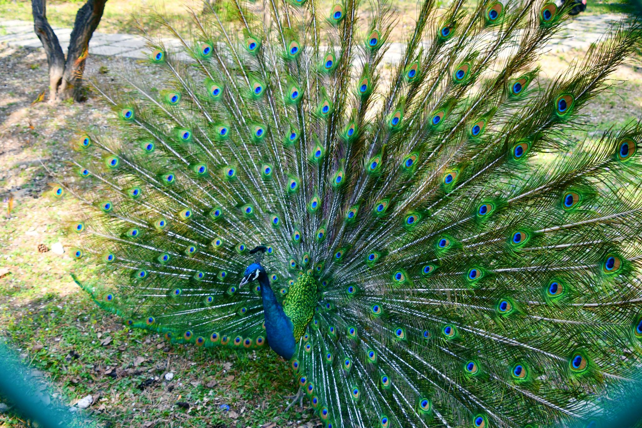 蓝孔雀原创拍摄