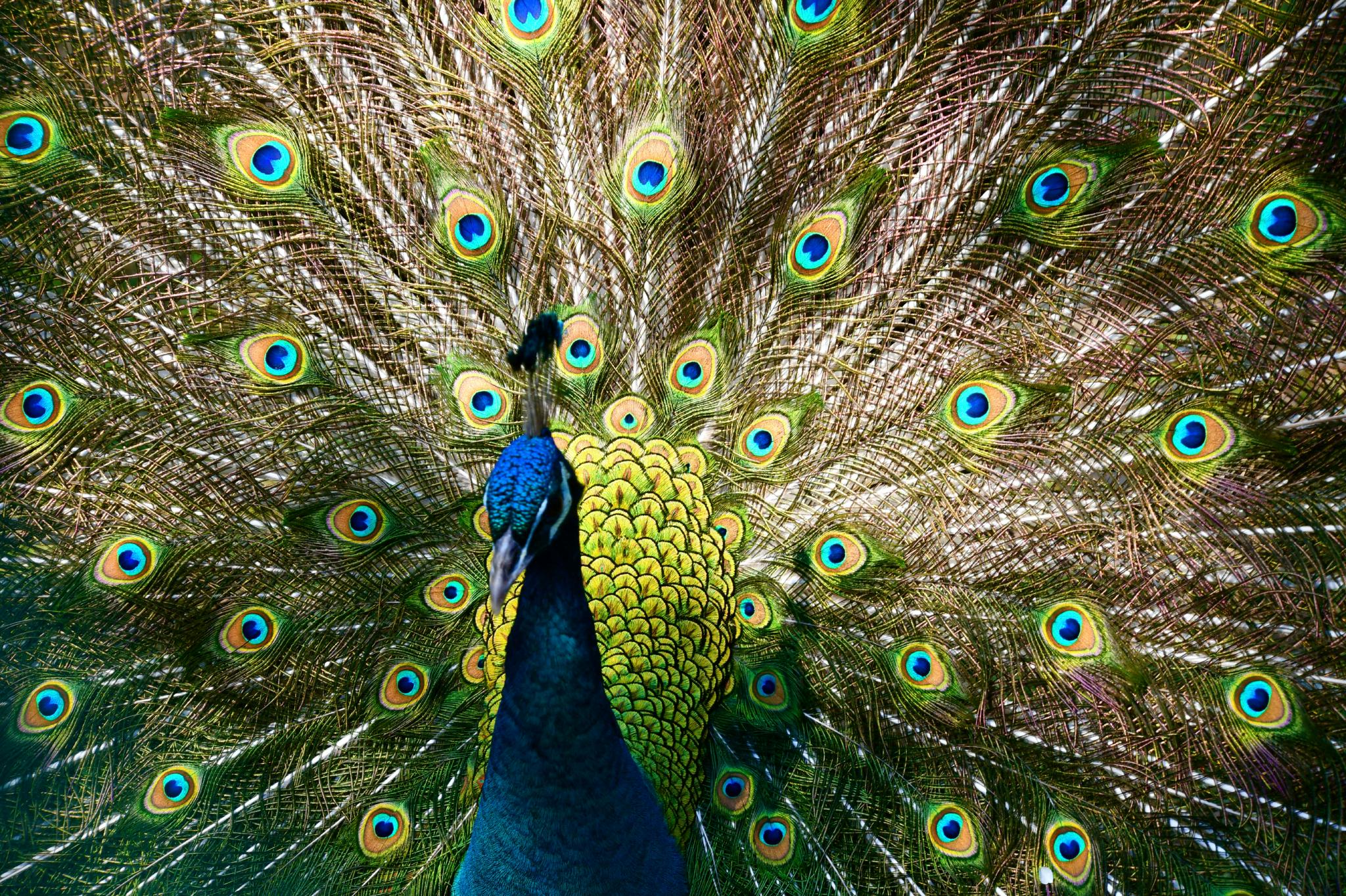 蓝孔雀原创拍摄