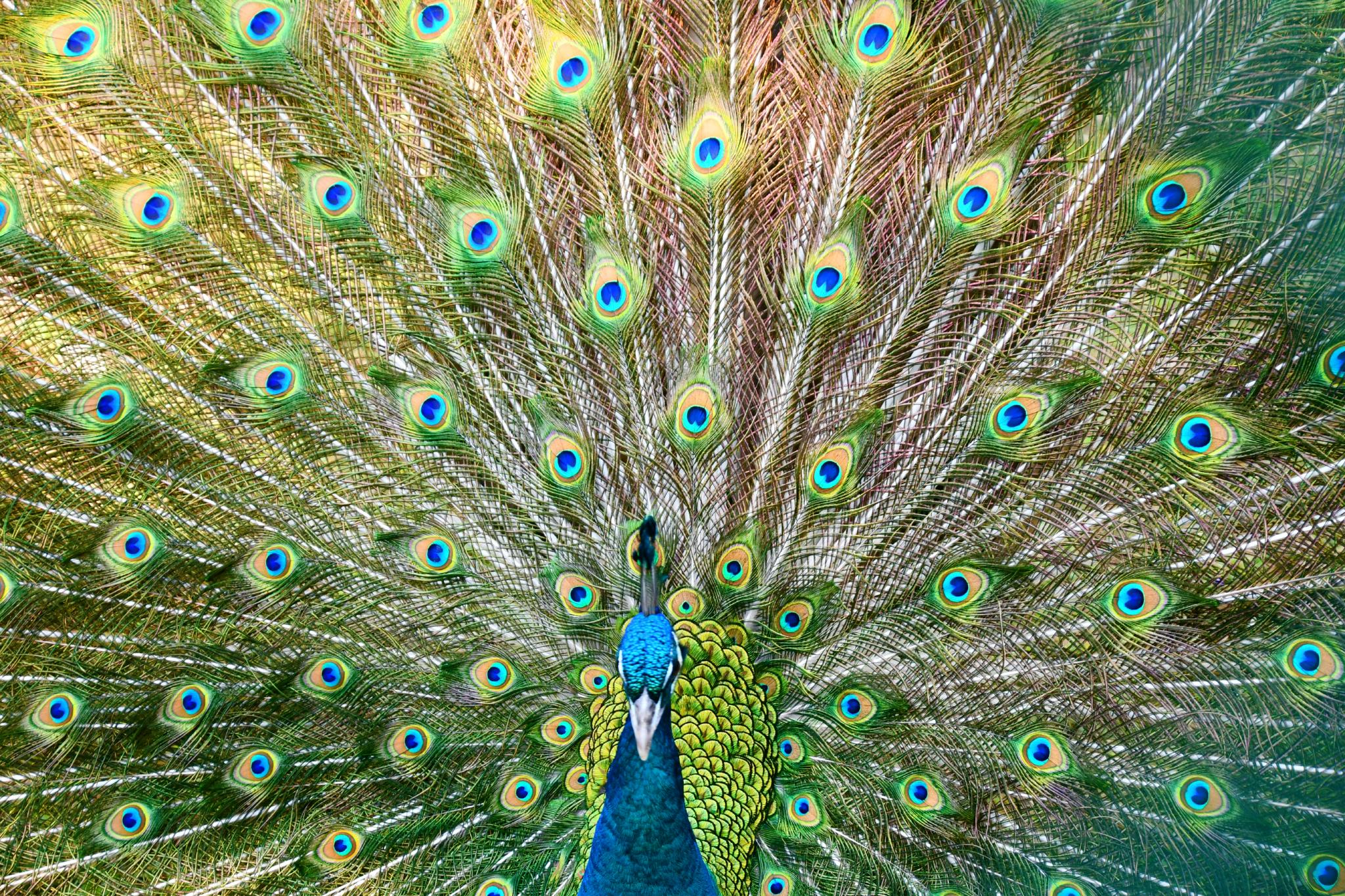 蓝孔雀原创拍摄