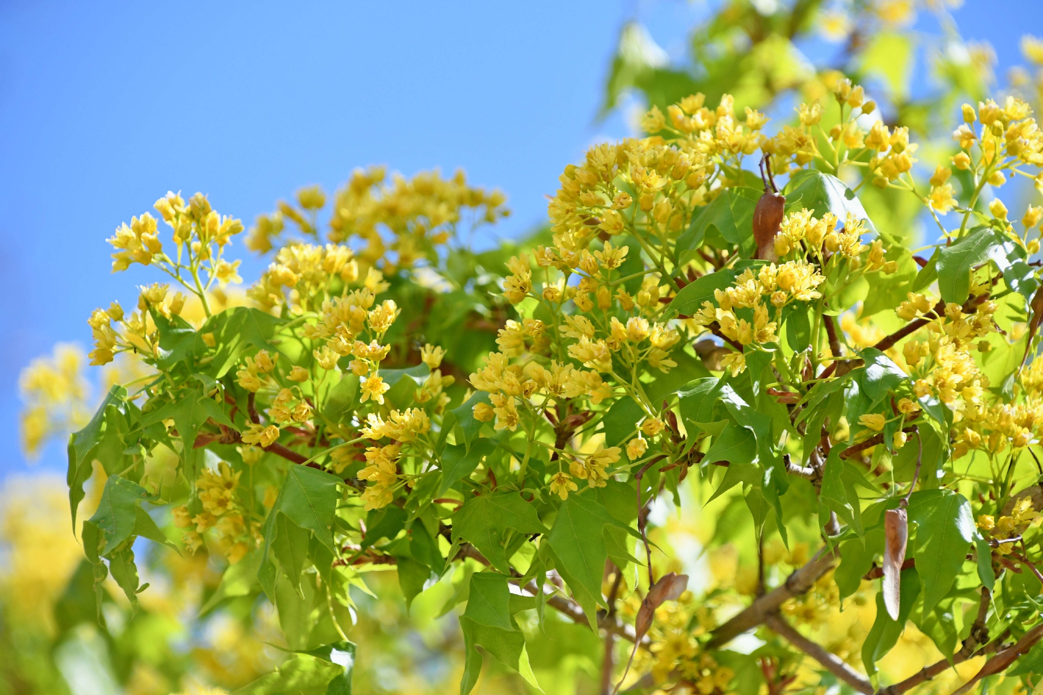 枫树花原创拍摄
