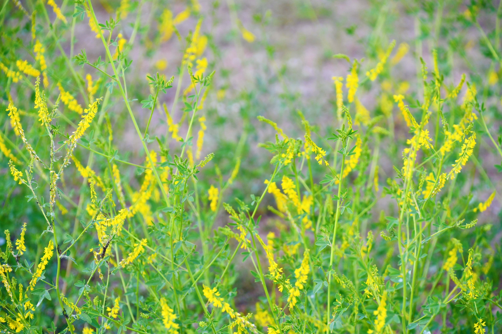 野生植物草木樨原创拍摄