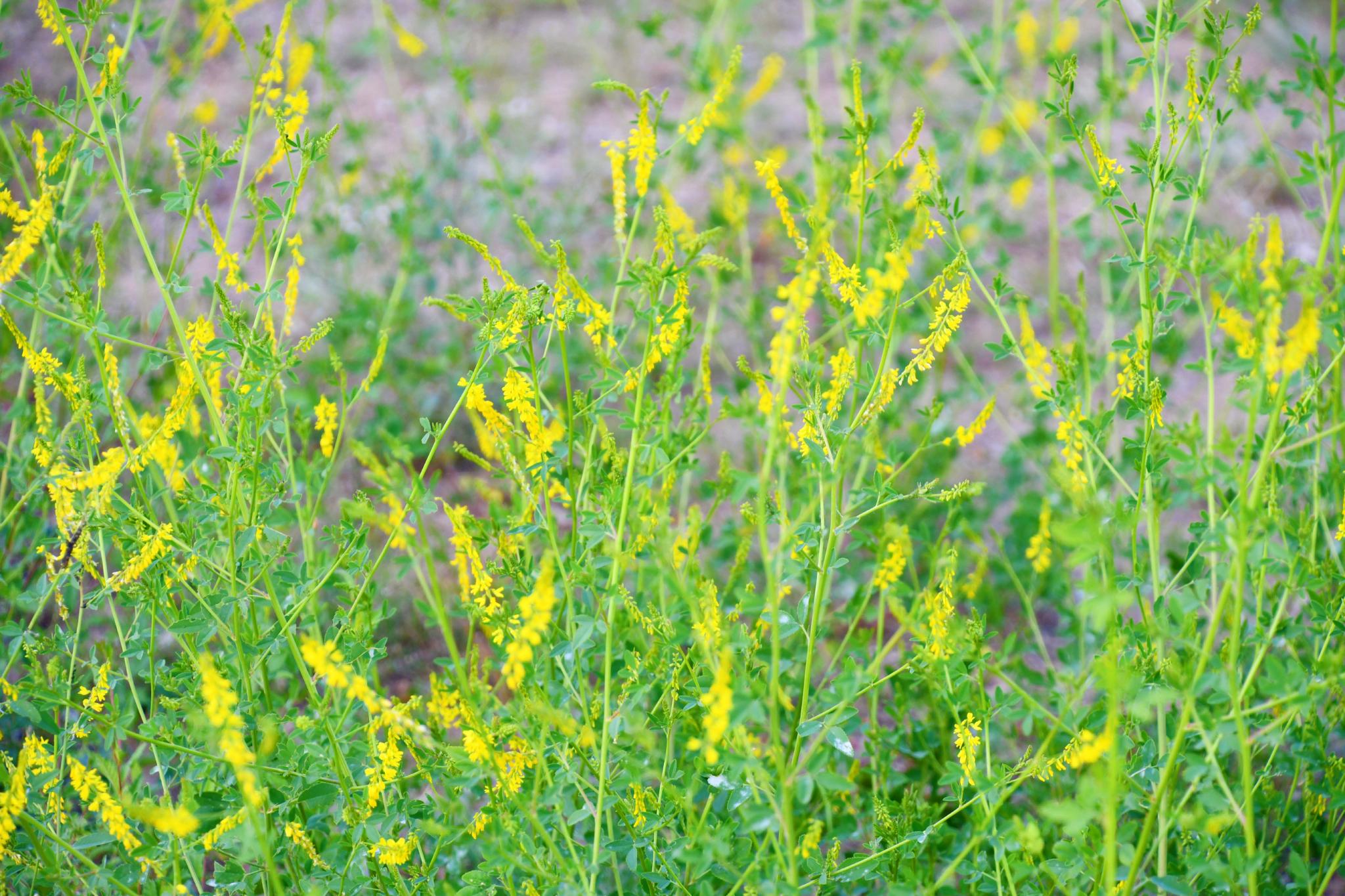 野生植物草木樨原创拍摄