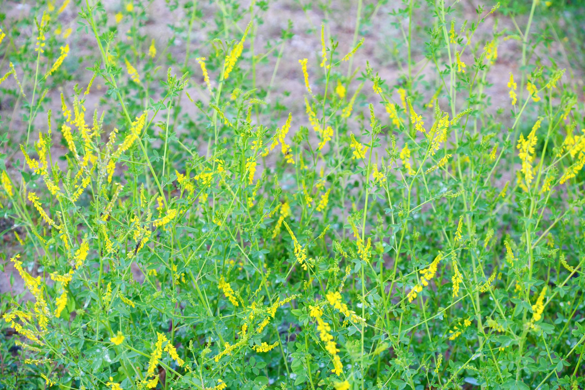 野生植物草木樨原创拍摄