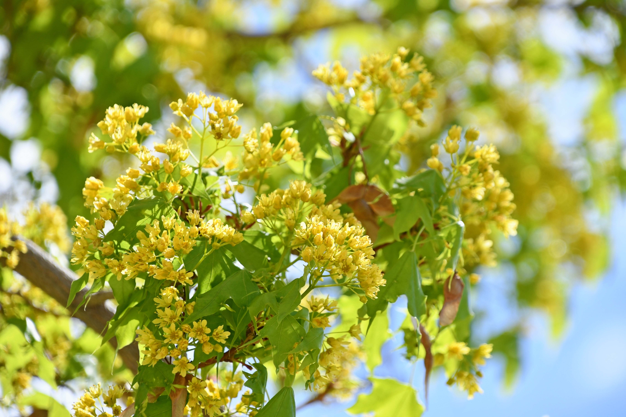 枫树花,原创拍摄|枫树|原创|拍摄_新浪新闻