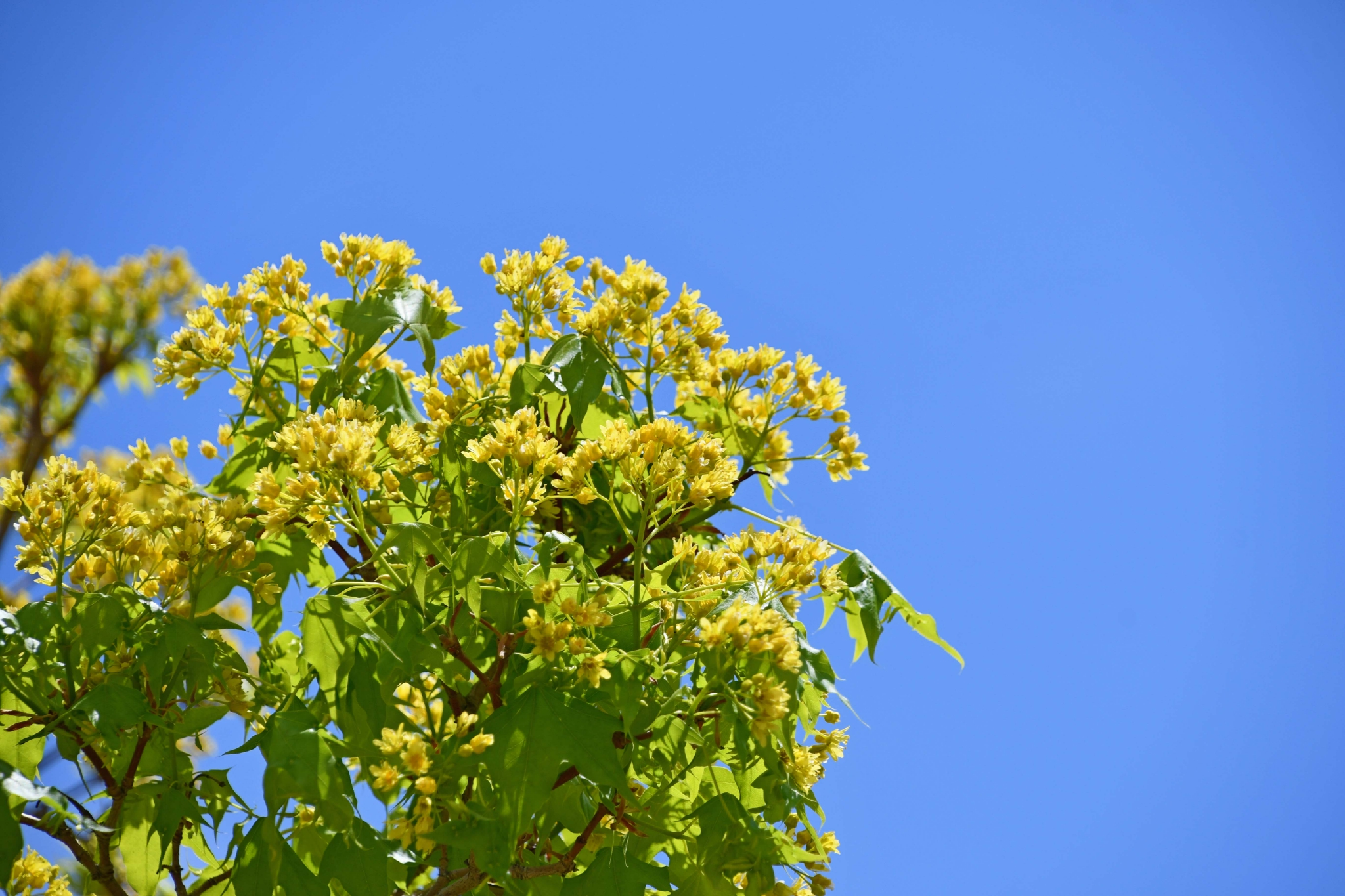 枫树花原创拍摄