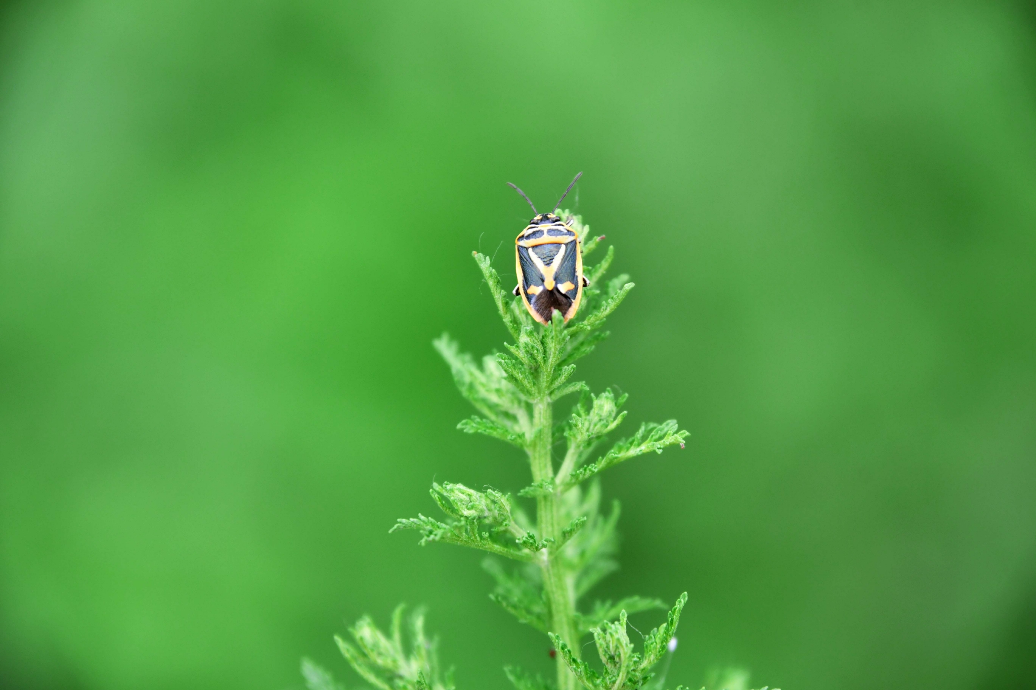 花色特别的蝽虫原创拍摄