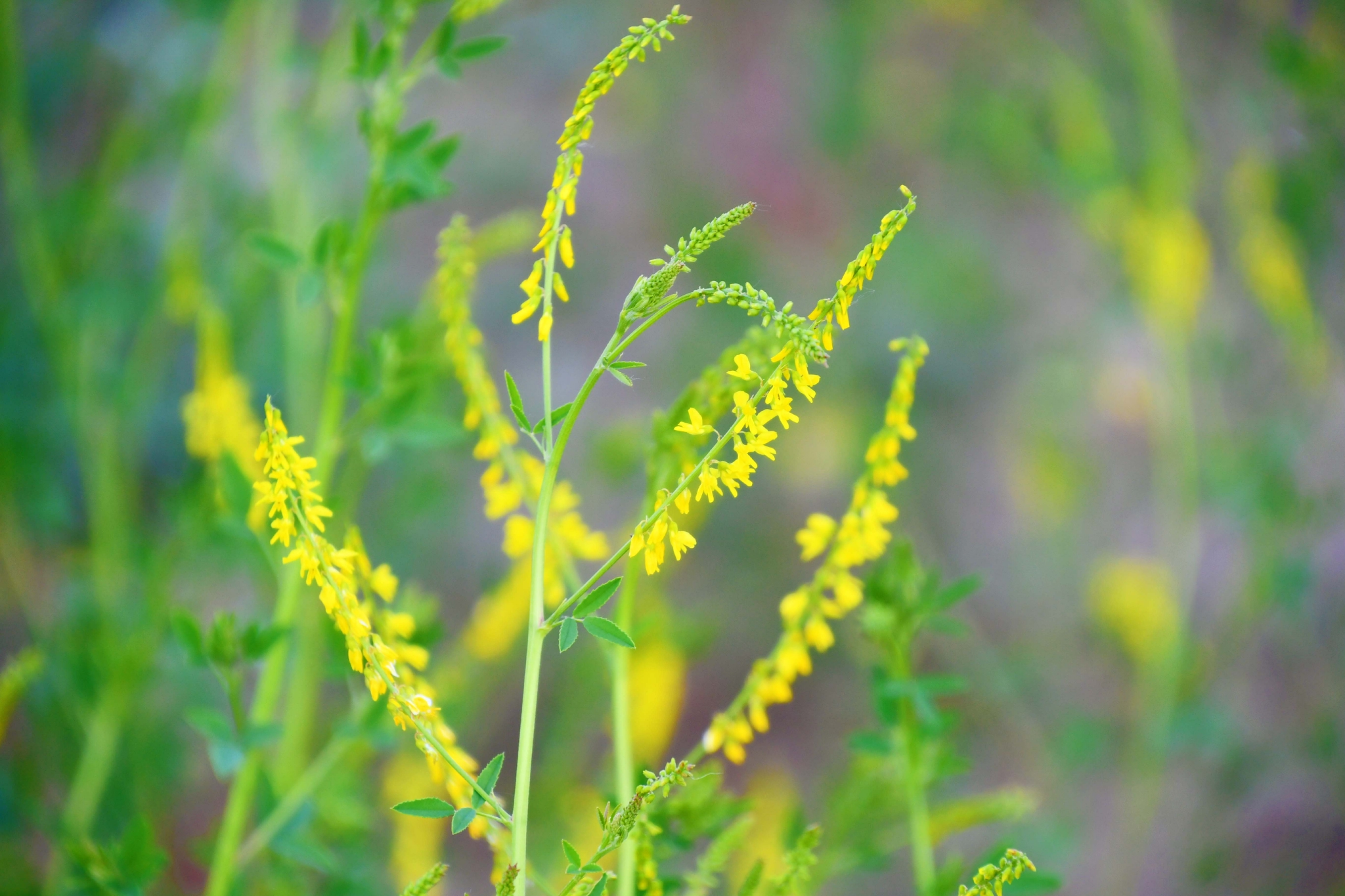 野生植物草木樨原创拍摄