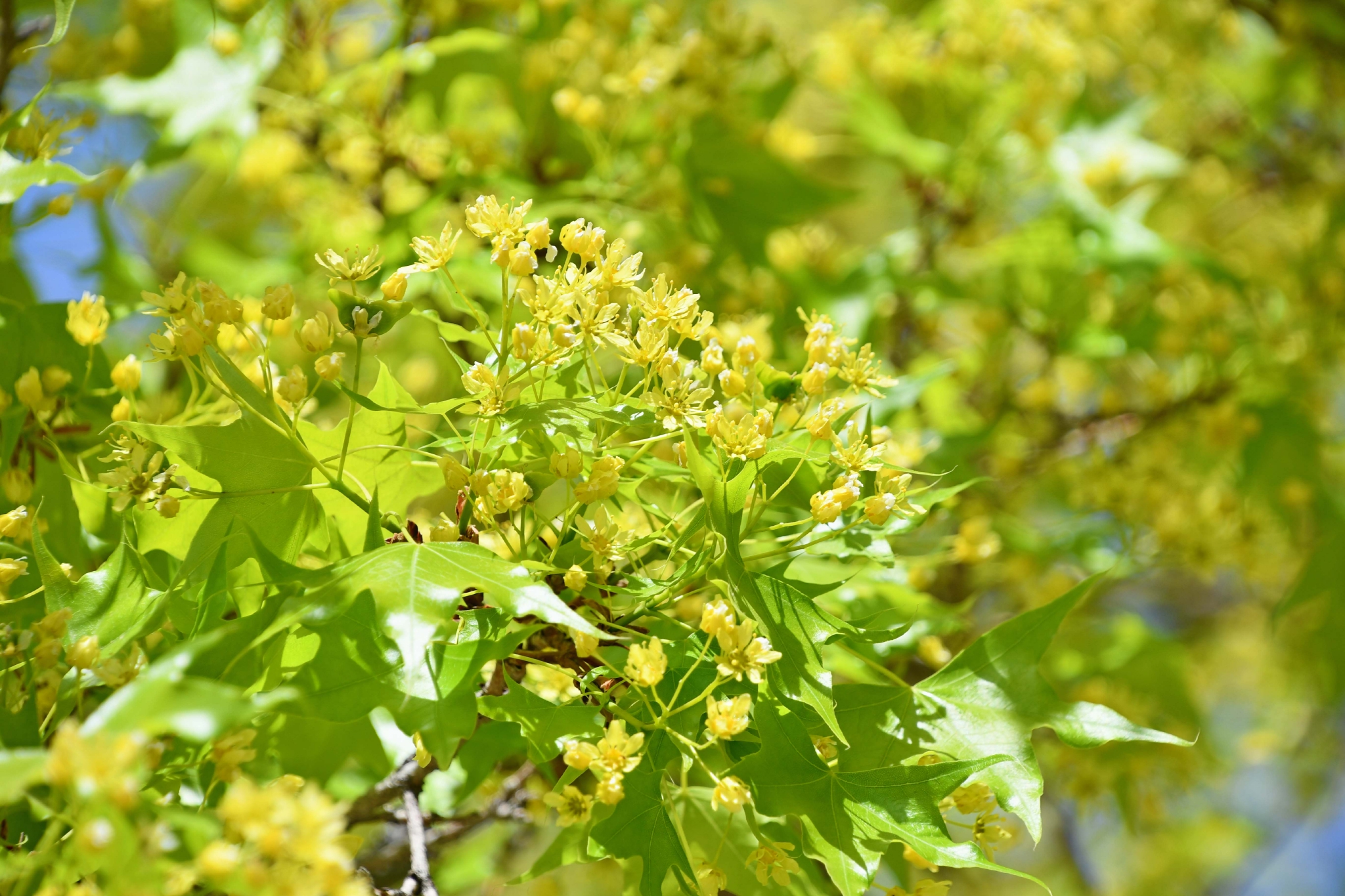 枫树花原创拍摄