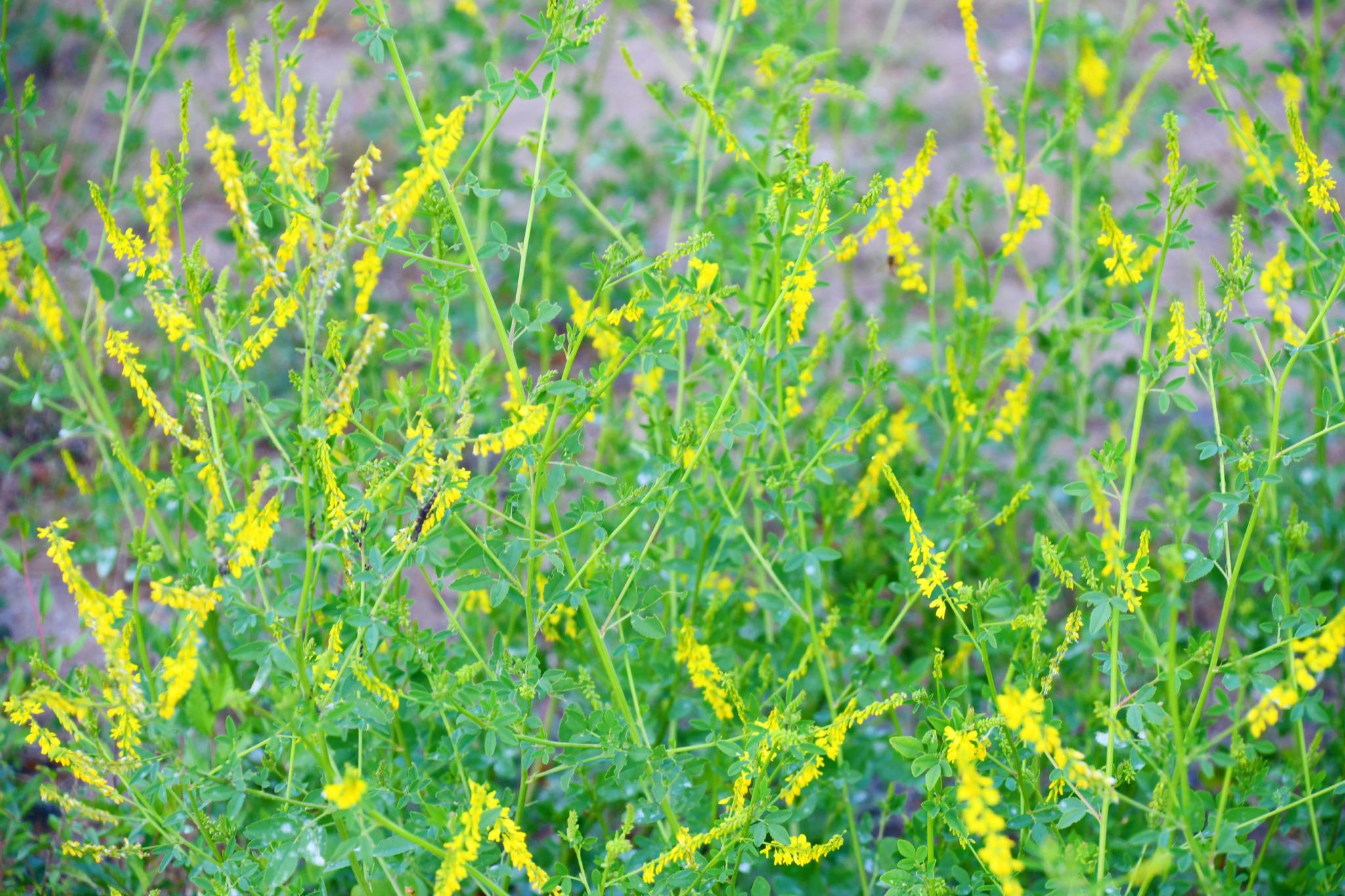 野生植物草木樨原创拍摄
