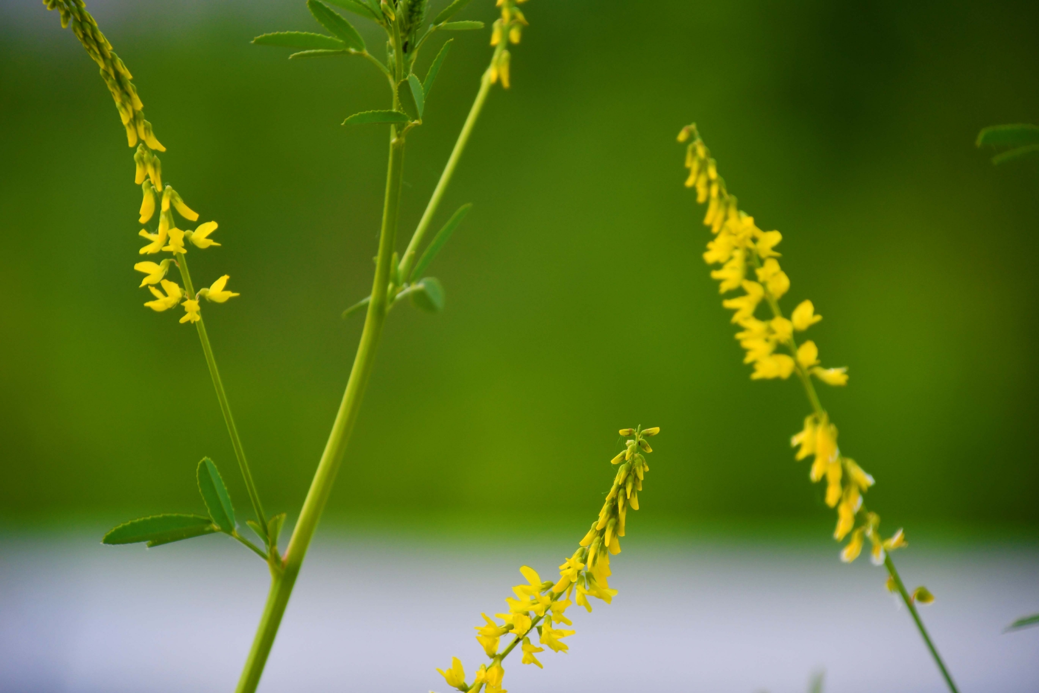 野生植物草木樨原创拍摄